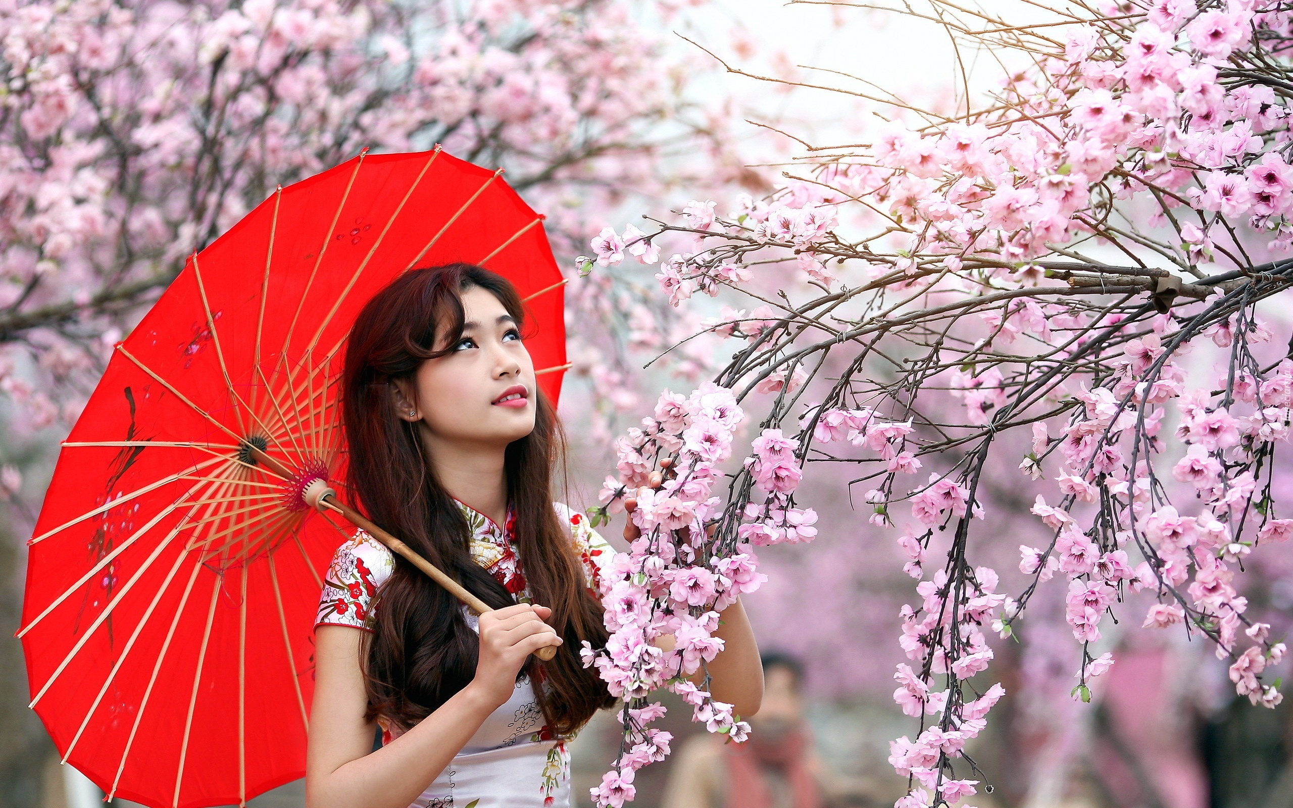 Japonka, Parasol, Kwitnące, Drzewa, Park, Wiosna