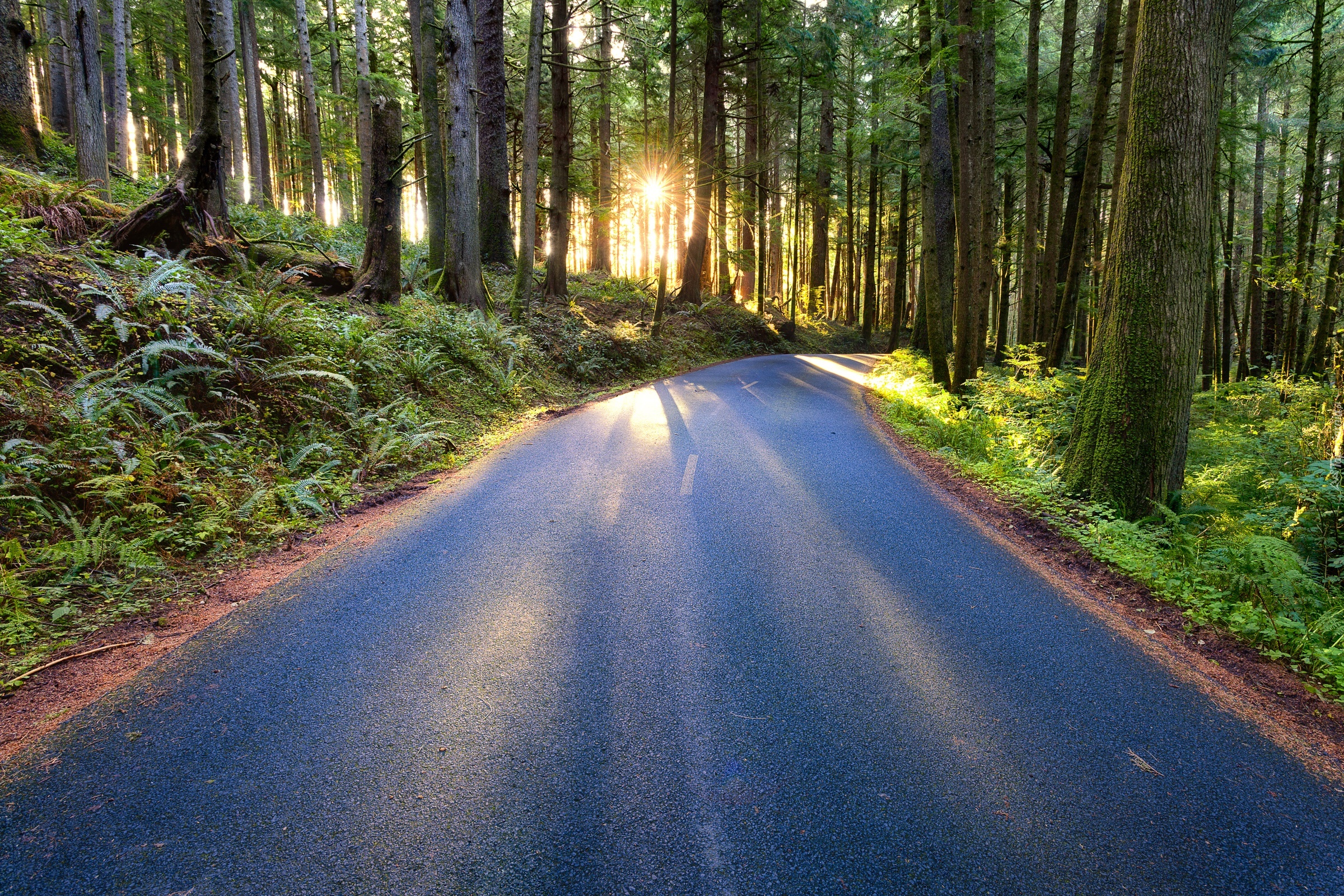 Дорога в красивом лесу. Орегон дорога в лесу. Орегон Лесная дорога. Красивые дороги. Трасса в лесу.