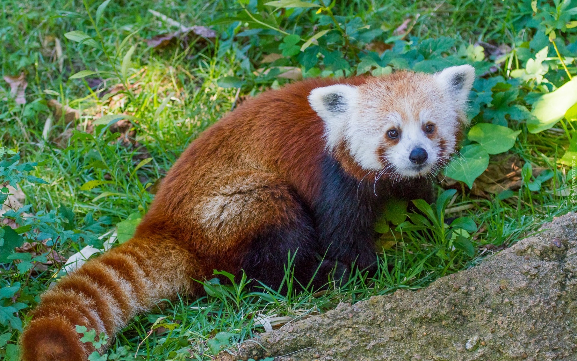 Panda, Czerwona, Trawa, Pandka ruda