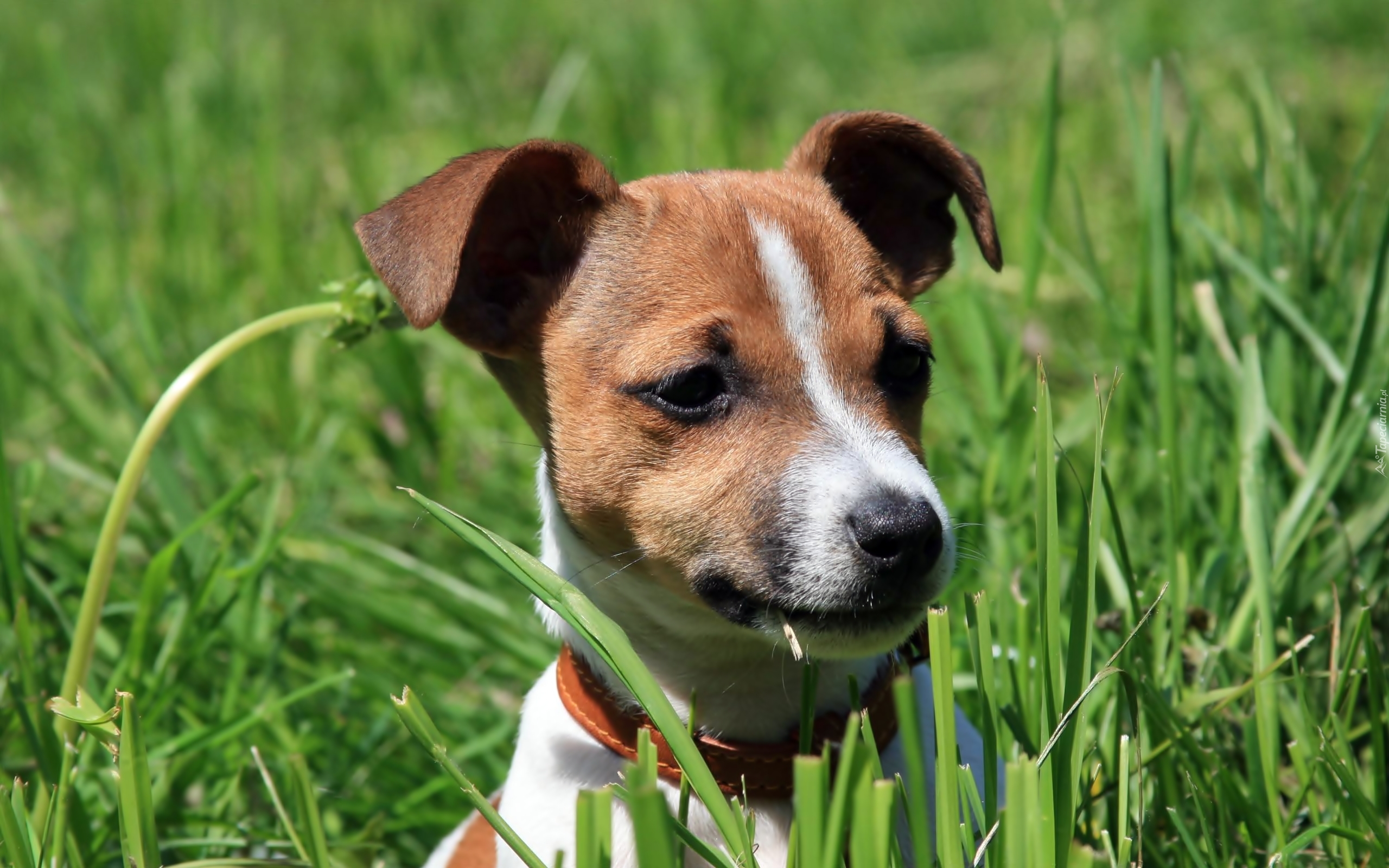 Jack Russel Terrier, Trawa