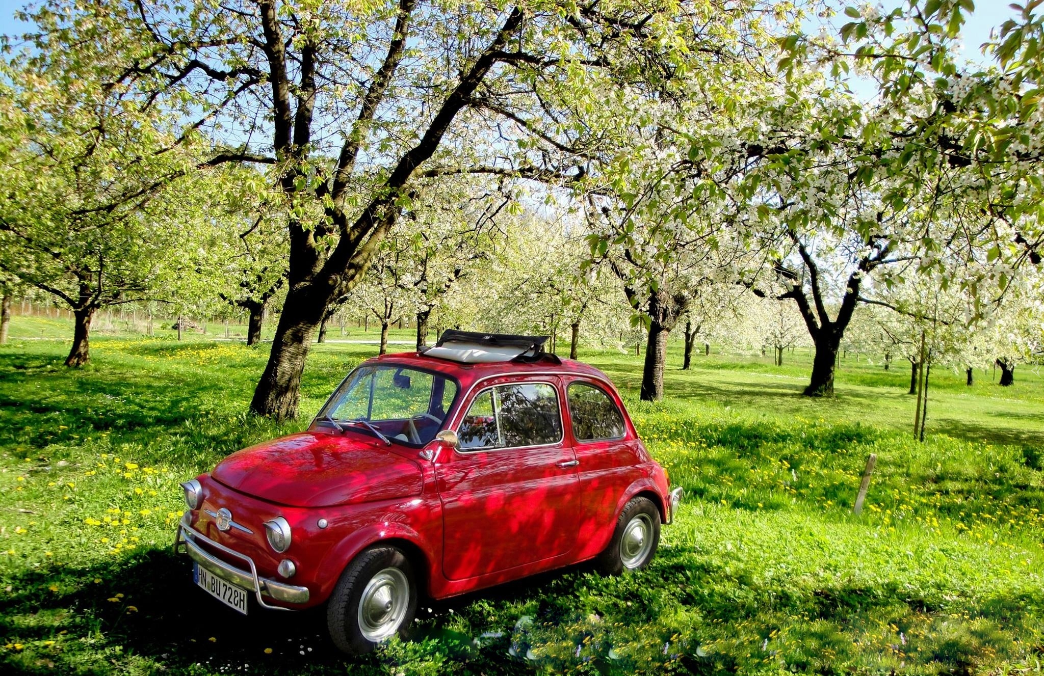 Fiat 500, Sad, Trawa