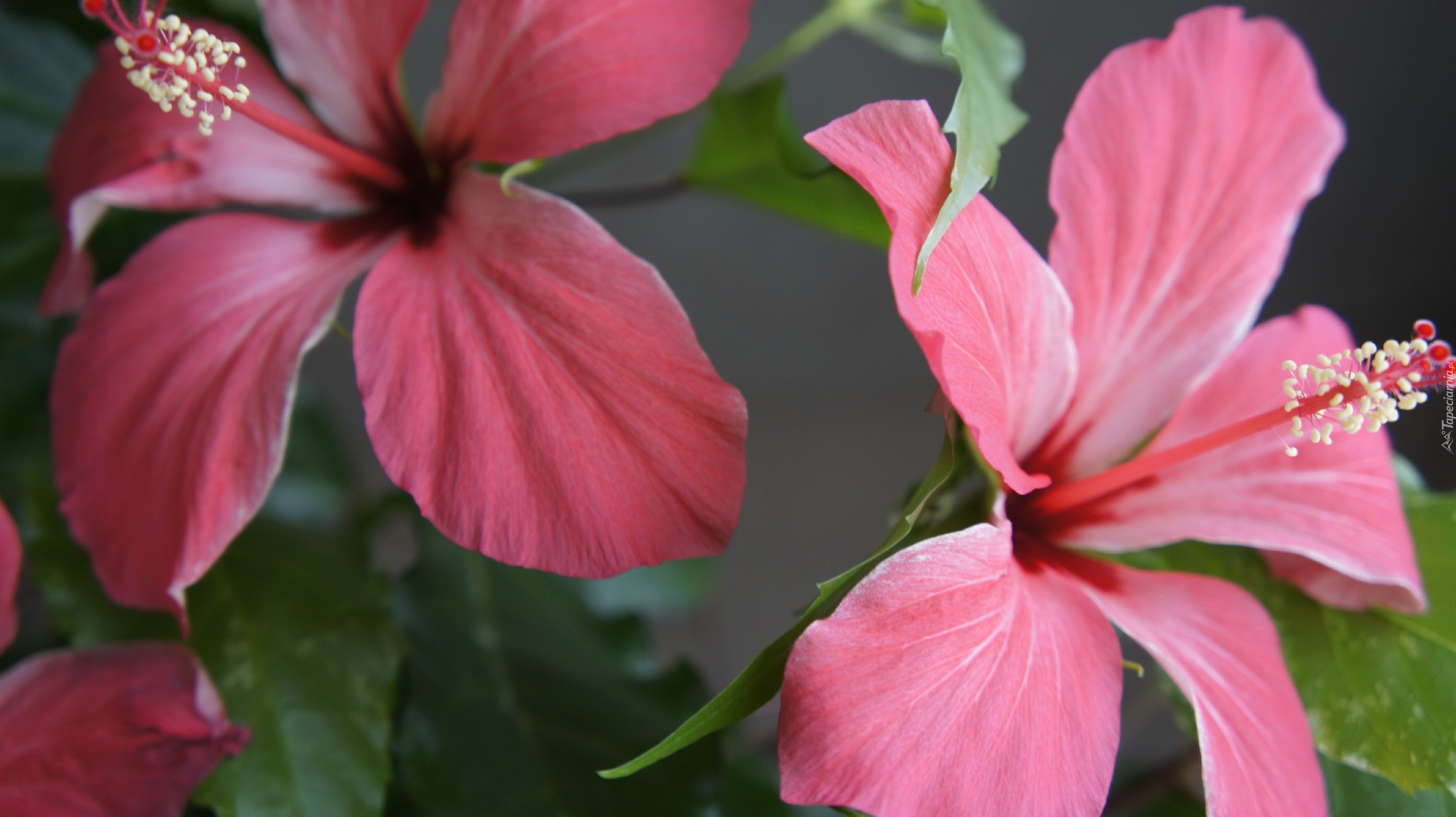 Hibiskusy, Różowe, Kwiaty