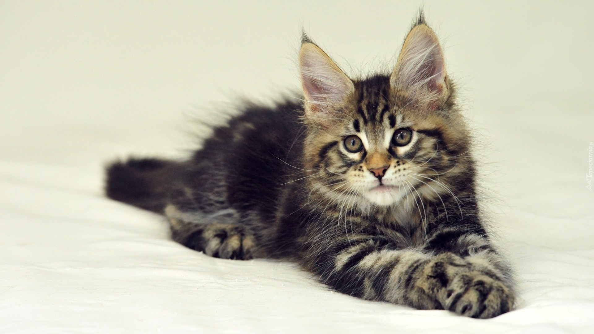 Kotek, Maine Coon