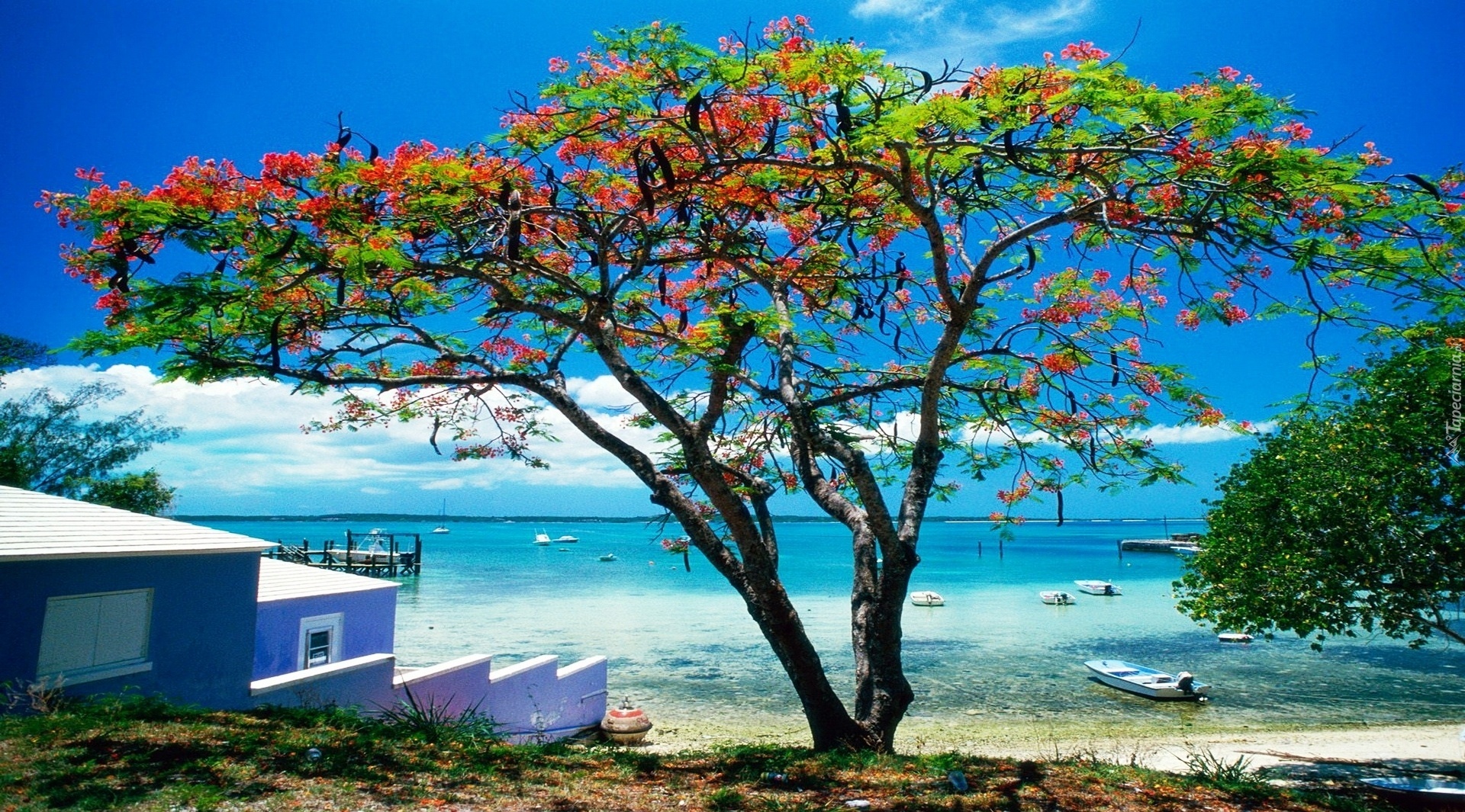 Morze, Plaża, Kwitnące, Drzewo, Karaiby