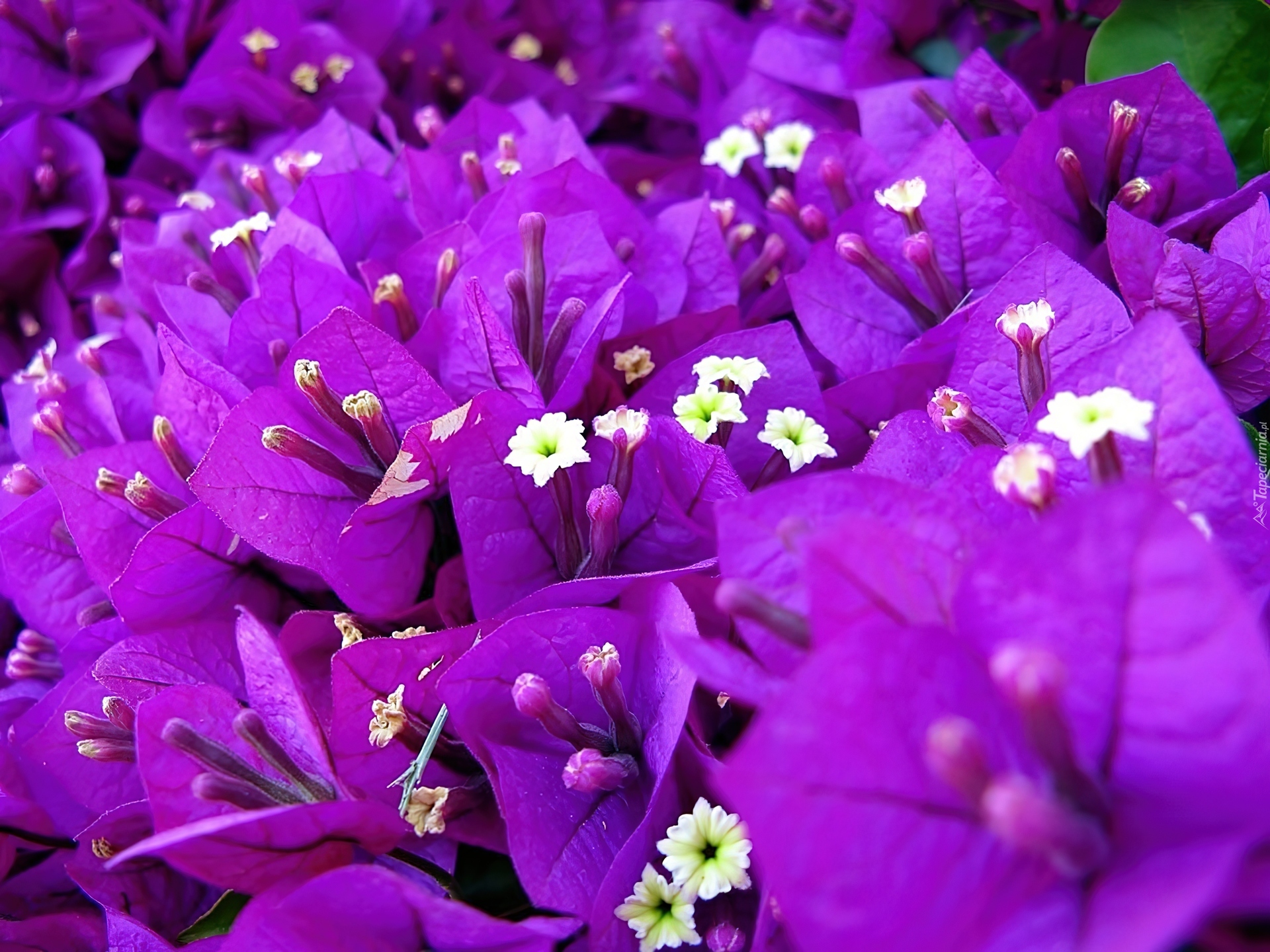 My new flowers. Перпл цветы. Фиолетовый Пурпл. Императорский пурпур. Цветы обриеция фиолетовый Король.