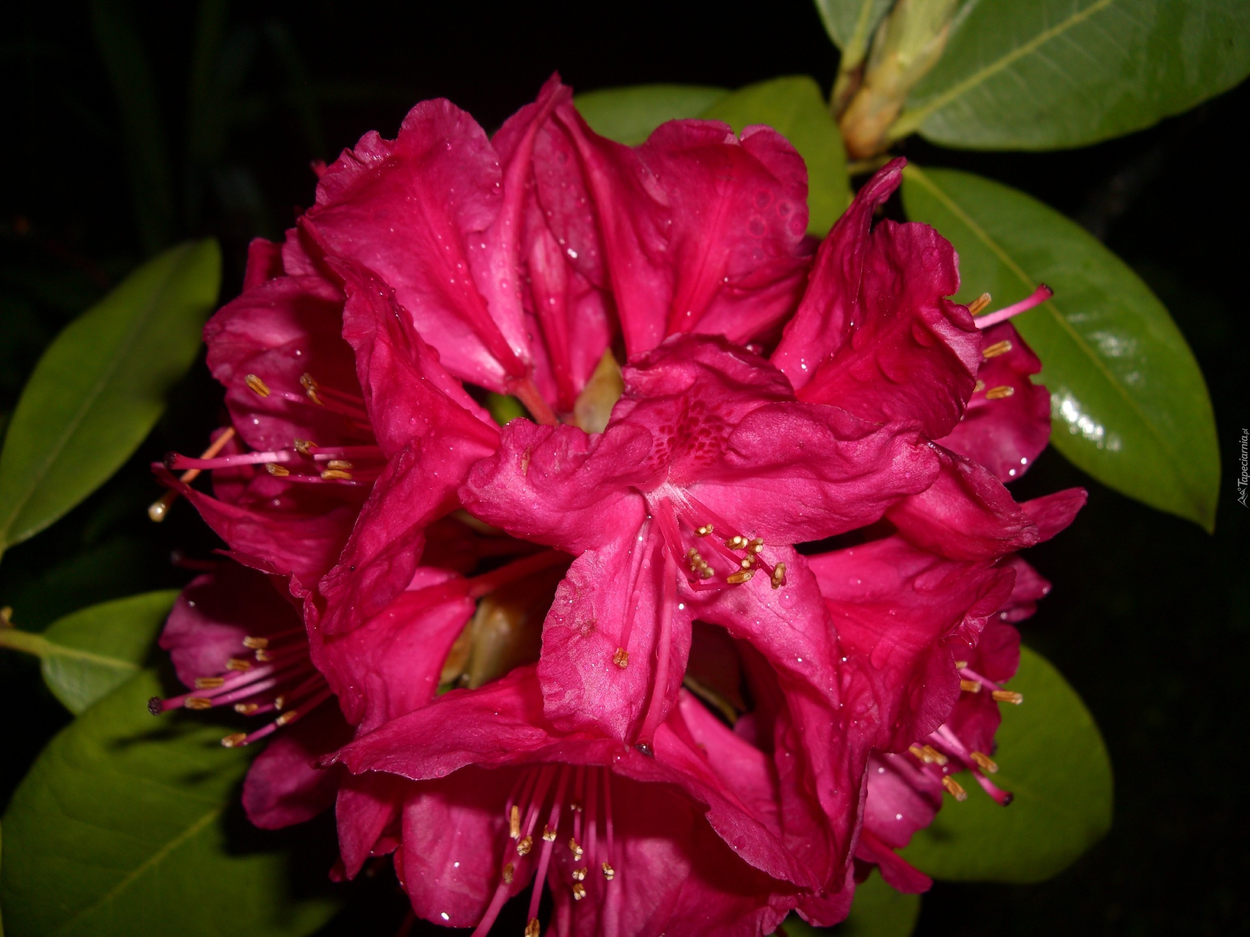 Rododendron, Kwiat, Liście