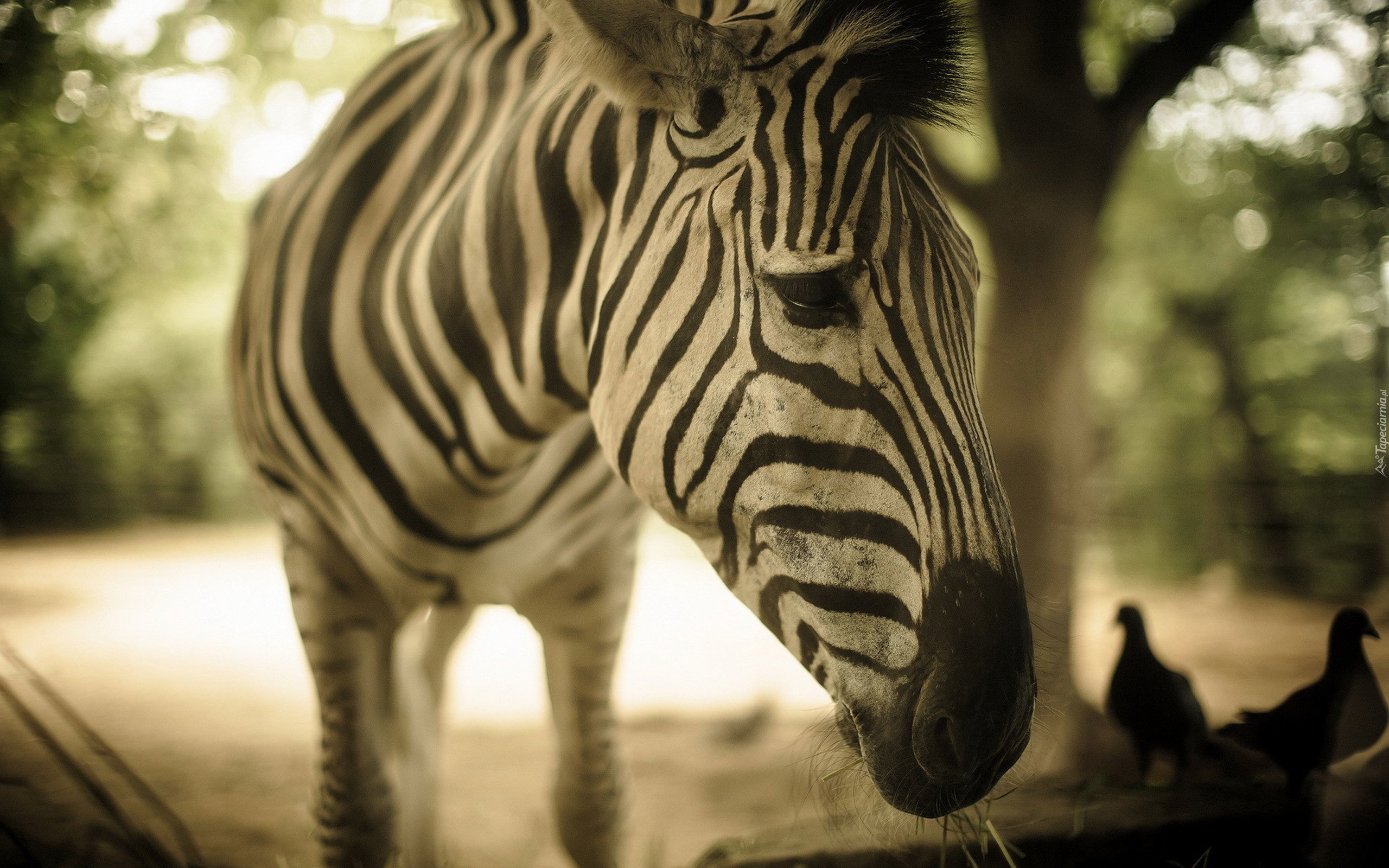 Zebra, Rozmycie