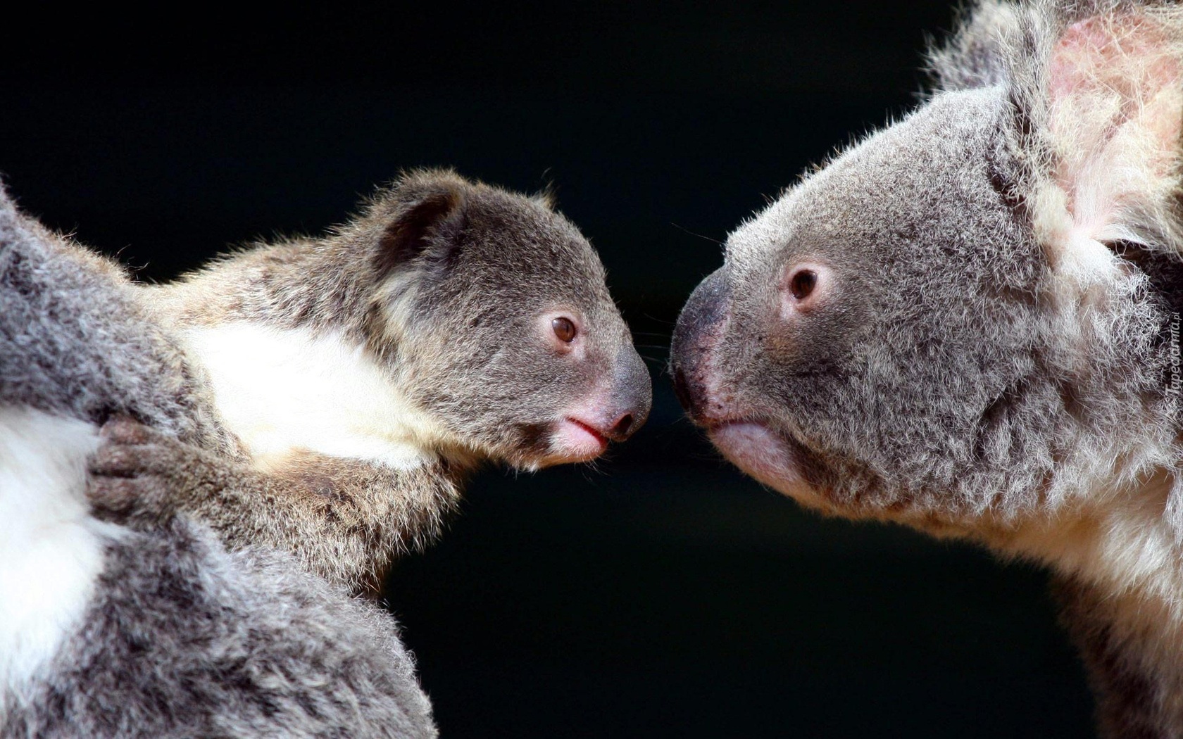 Misie, Koala