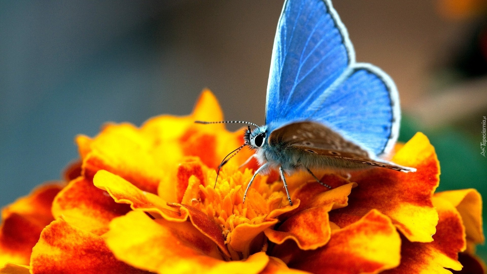 Niebieski, Motyl, Modraszek ikar, Kwiat, Cynia