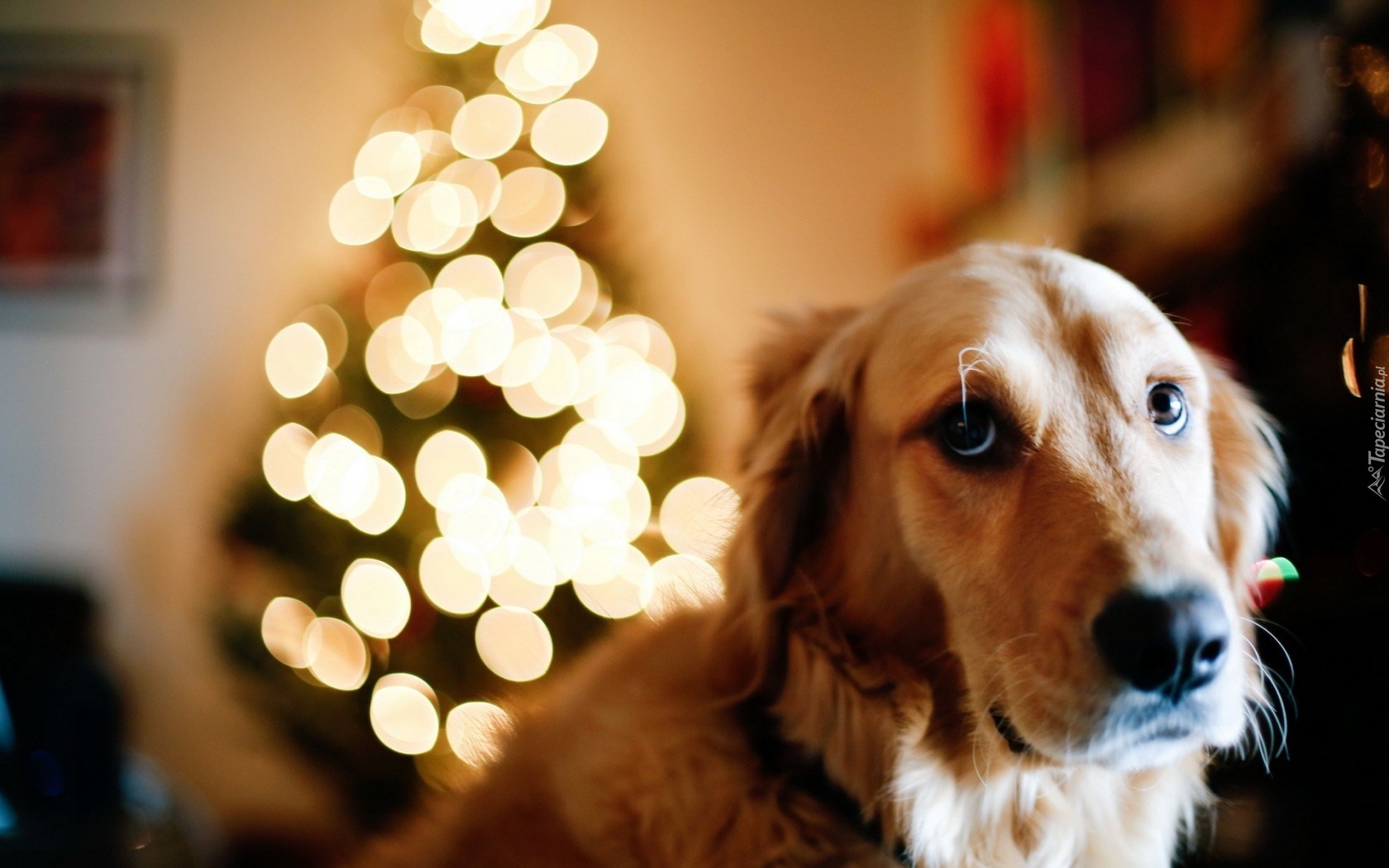 Pies, Golden Retriever, Choinka, Światełka