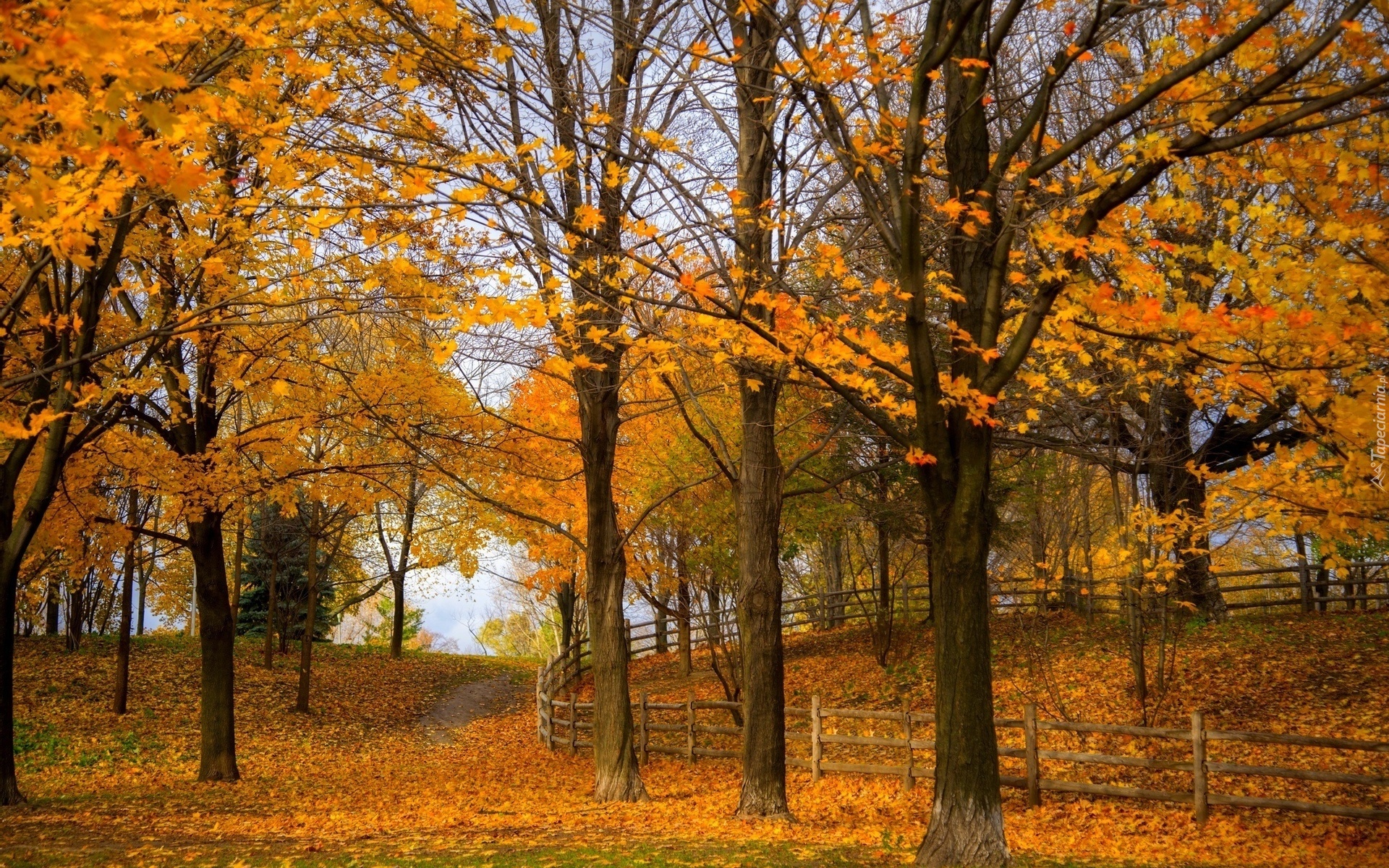 Park, Drzewa, Liście, Ogrodzenie, Ścieżka, Jesień