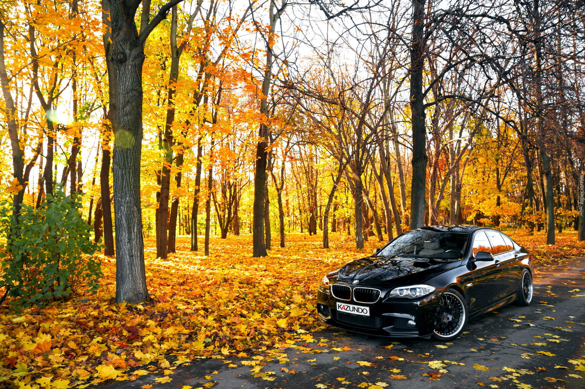 BMW seria 5 F10, Droga, Park, Jesień, Drzewa