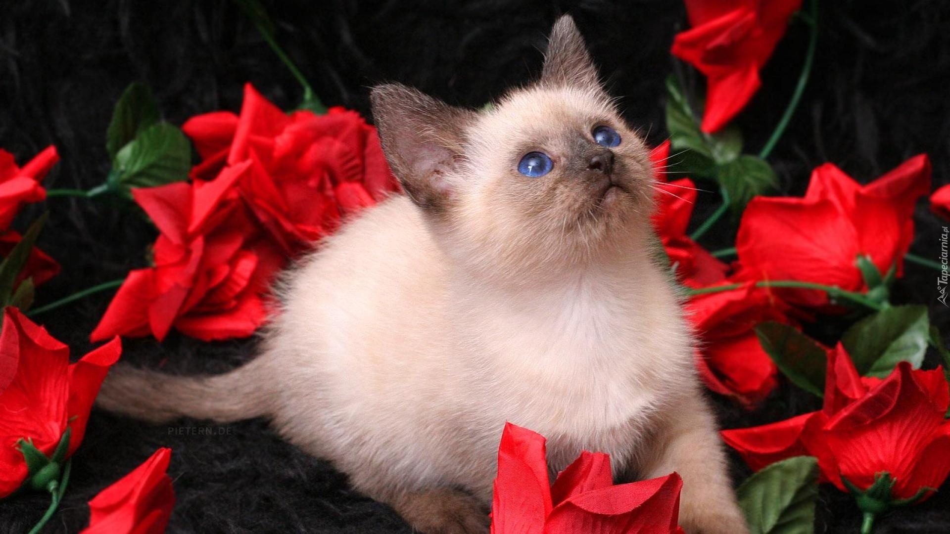 Kotek, Niebieskie, Oczy, Róże