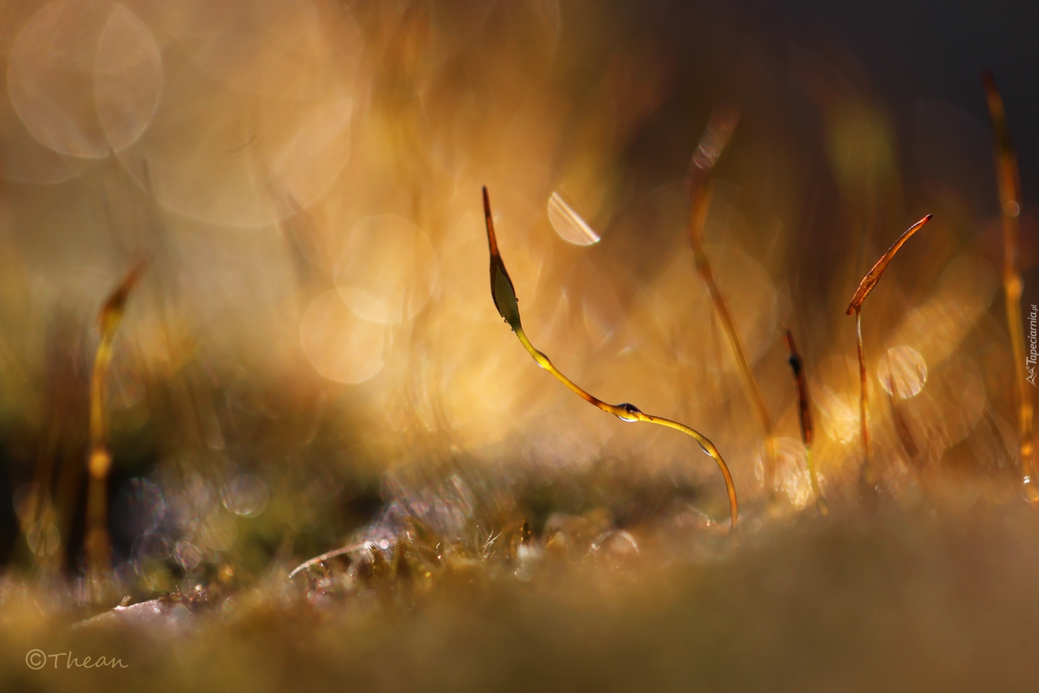 Mech, Źdźbła, Makro, Bokeh