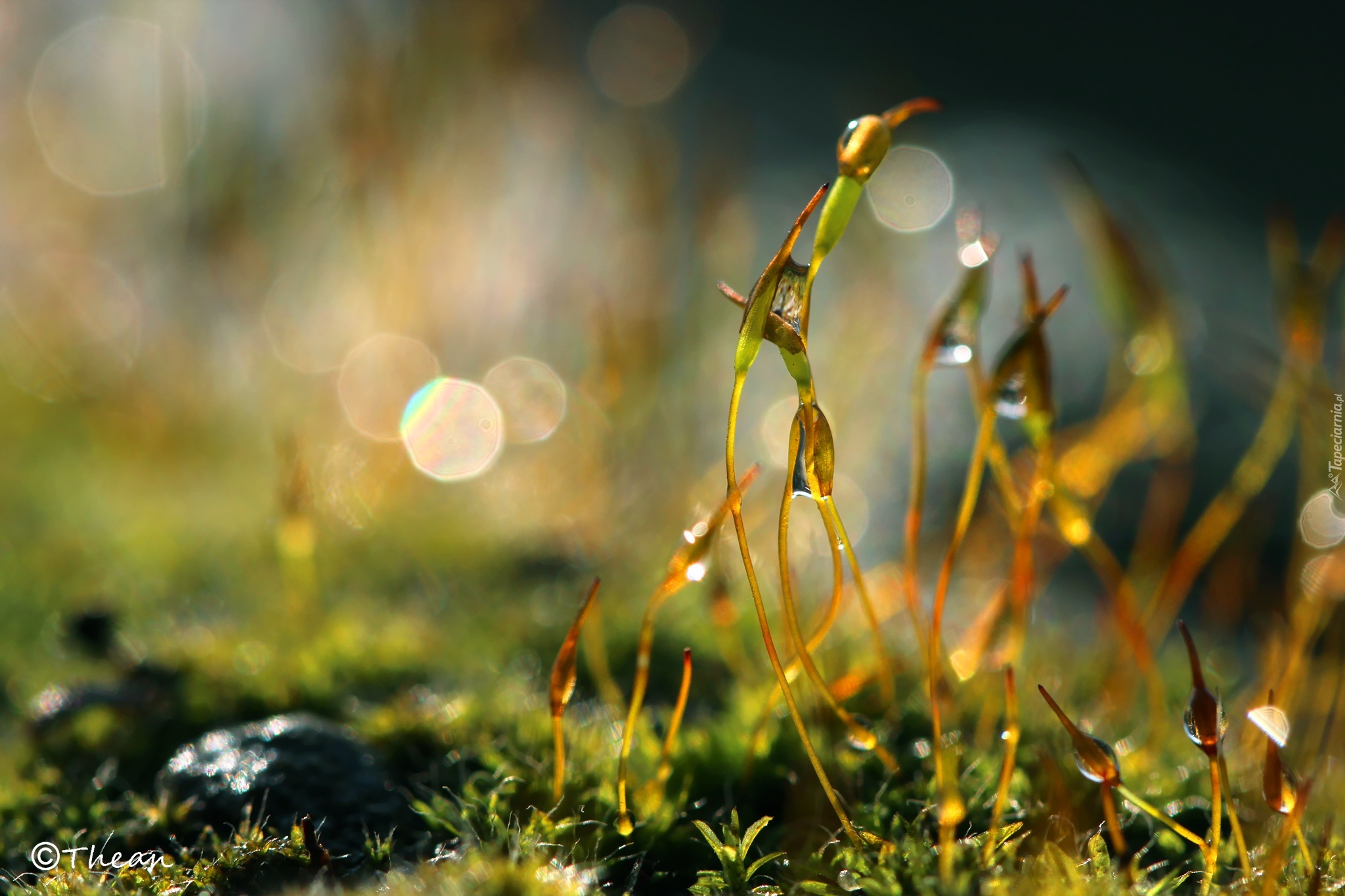 Mech, Makro, Źdźbła, Bokeh