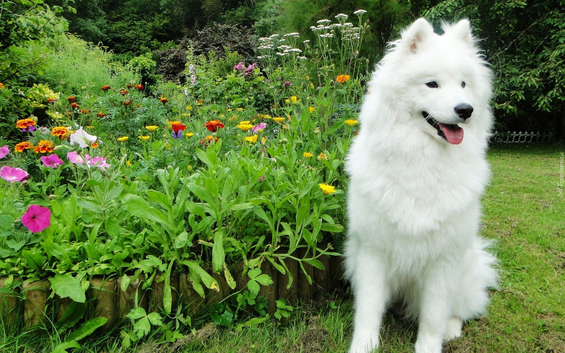 Samojed, Ogród