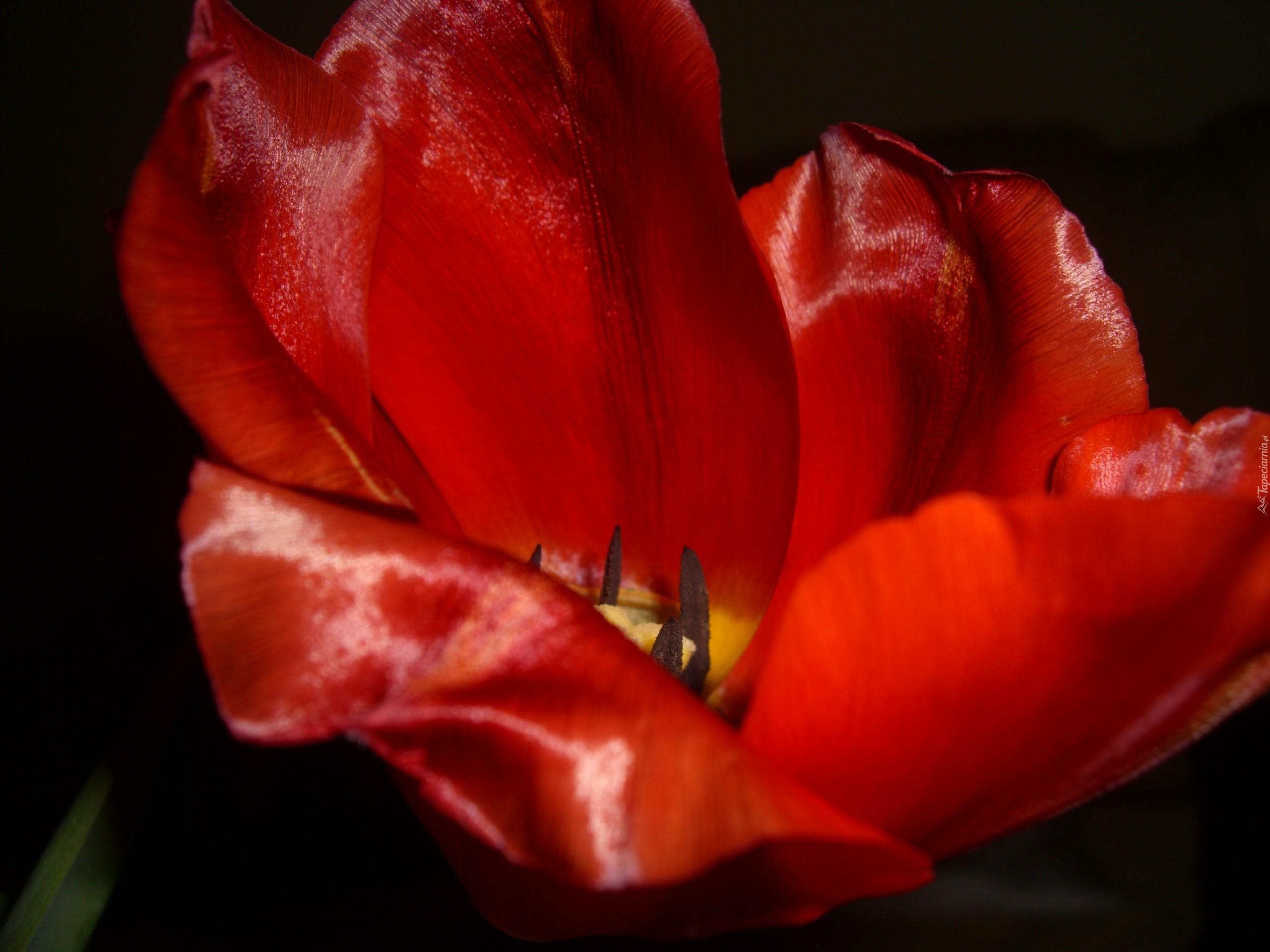 Tulipan, Czerwony, Kwiat