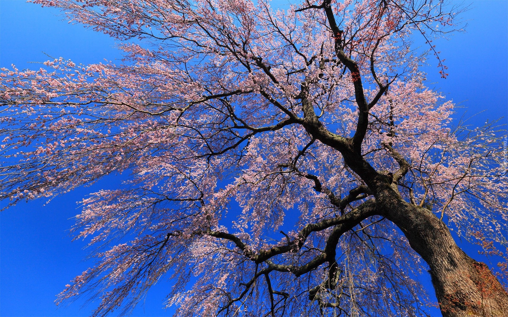 Kwitnące, Drzewo, Niebo, Wiosna