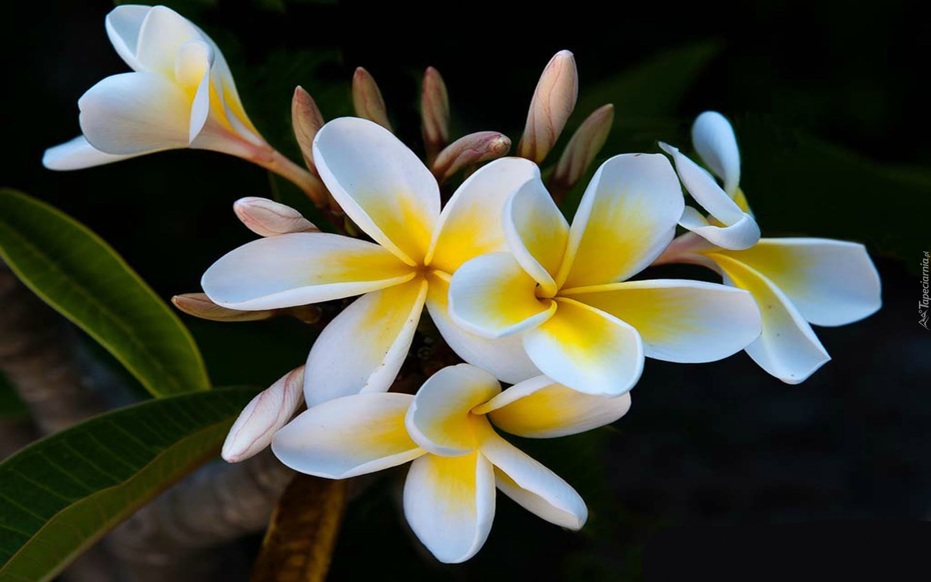 Kwiaty, Plumeria, Listki