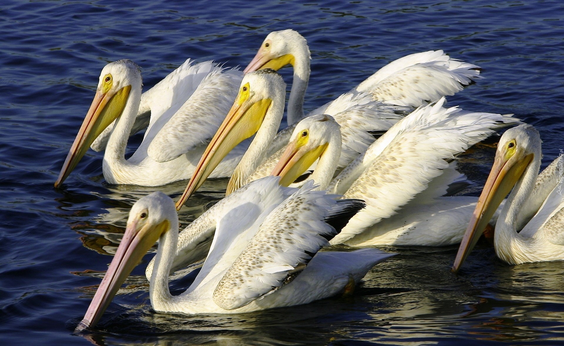 Pelikany, Woda