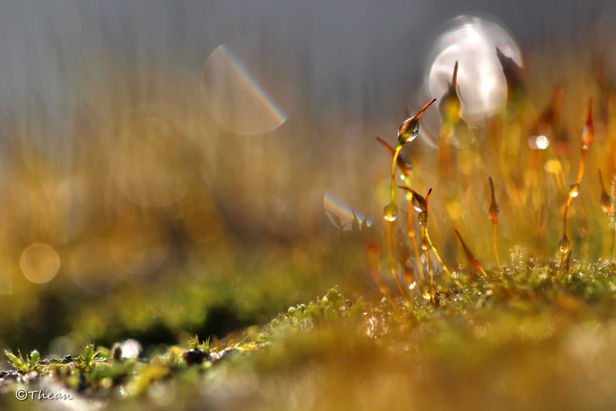 Mech, Źdźbła, Makro, Bokeh