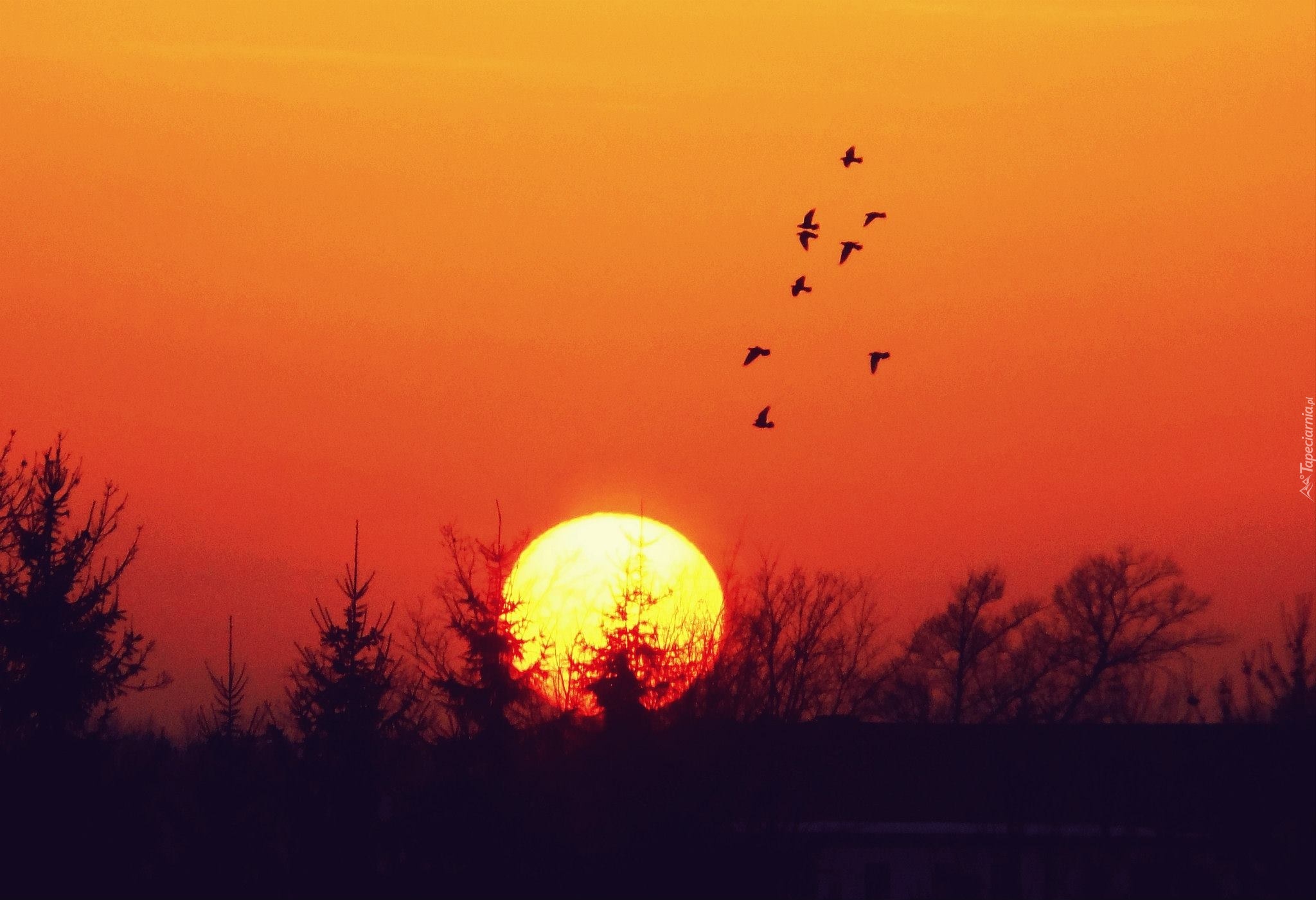 Zachód, Słońca, Drzewa, Ptaki