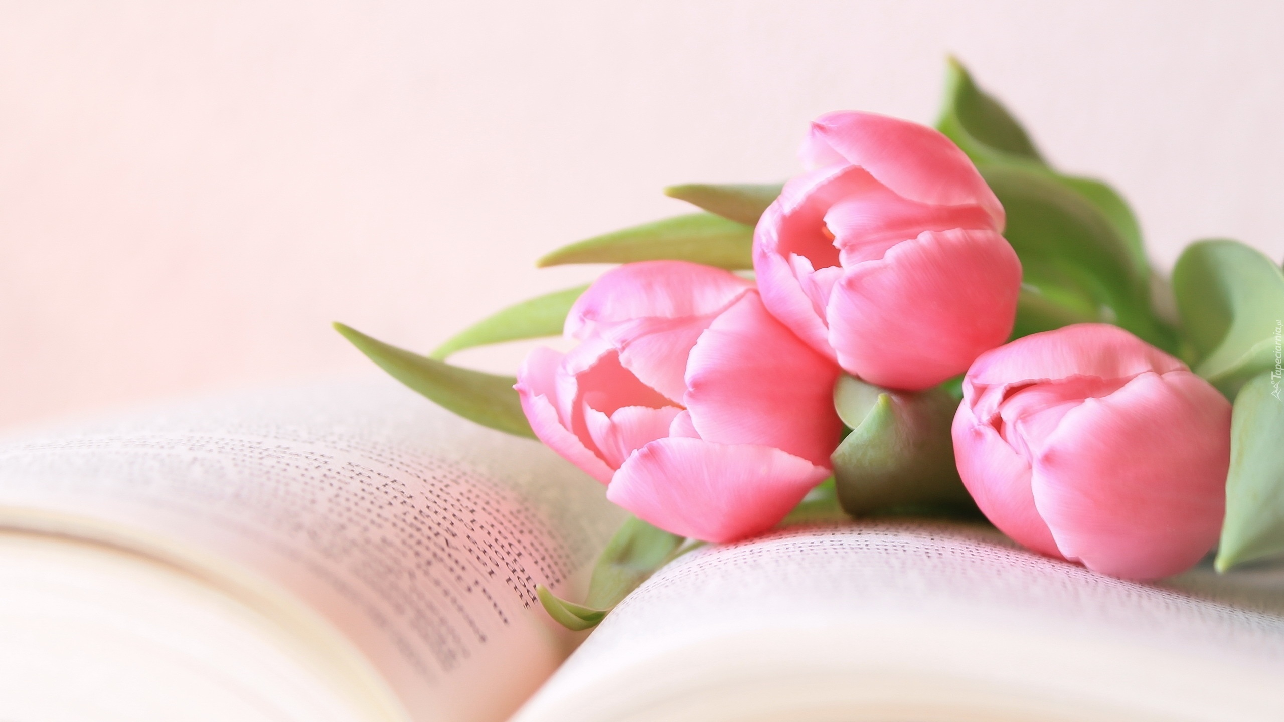 Różowe, Tulipany, Książka