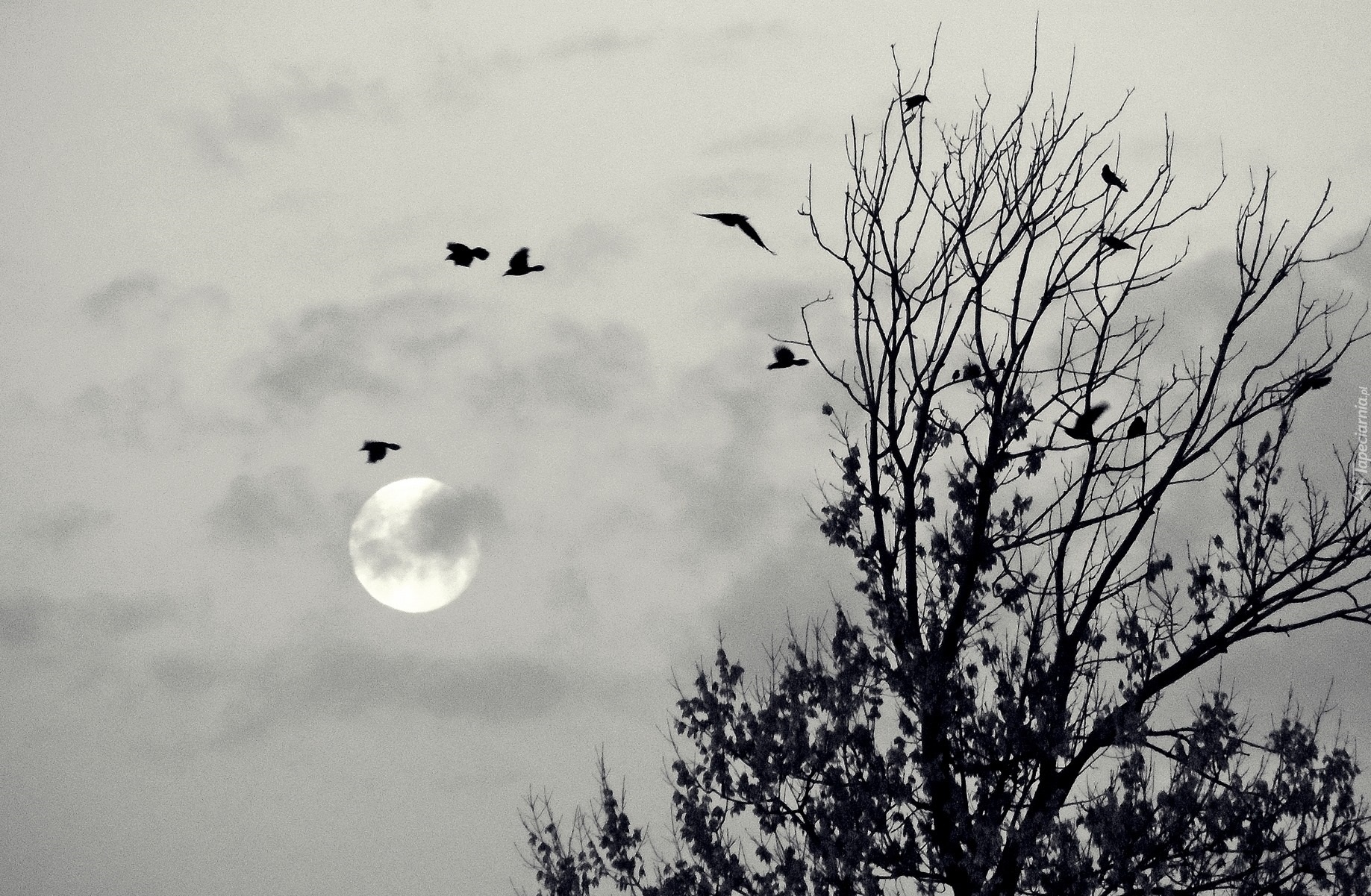 Księżyc, Drzewa, Ptaki