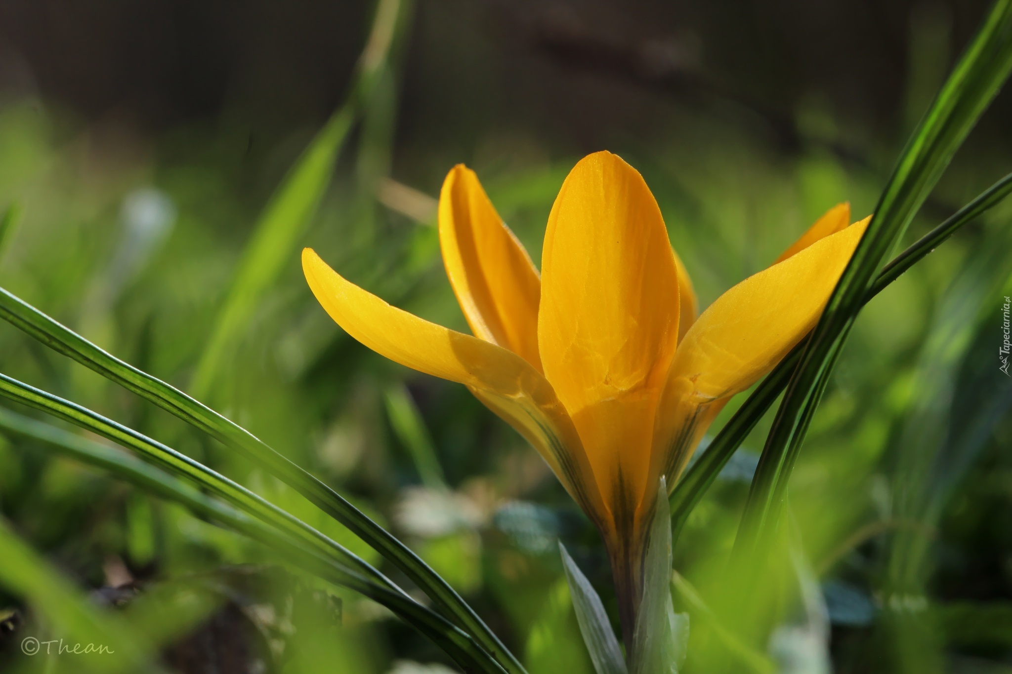 Żółty, Krokus, Kwiat, Wiosna