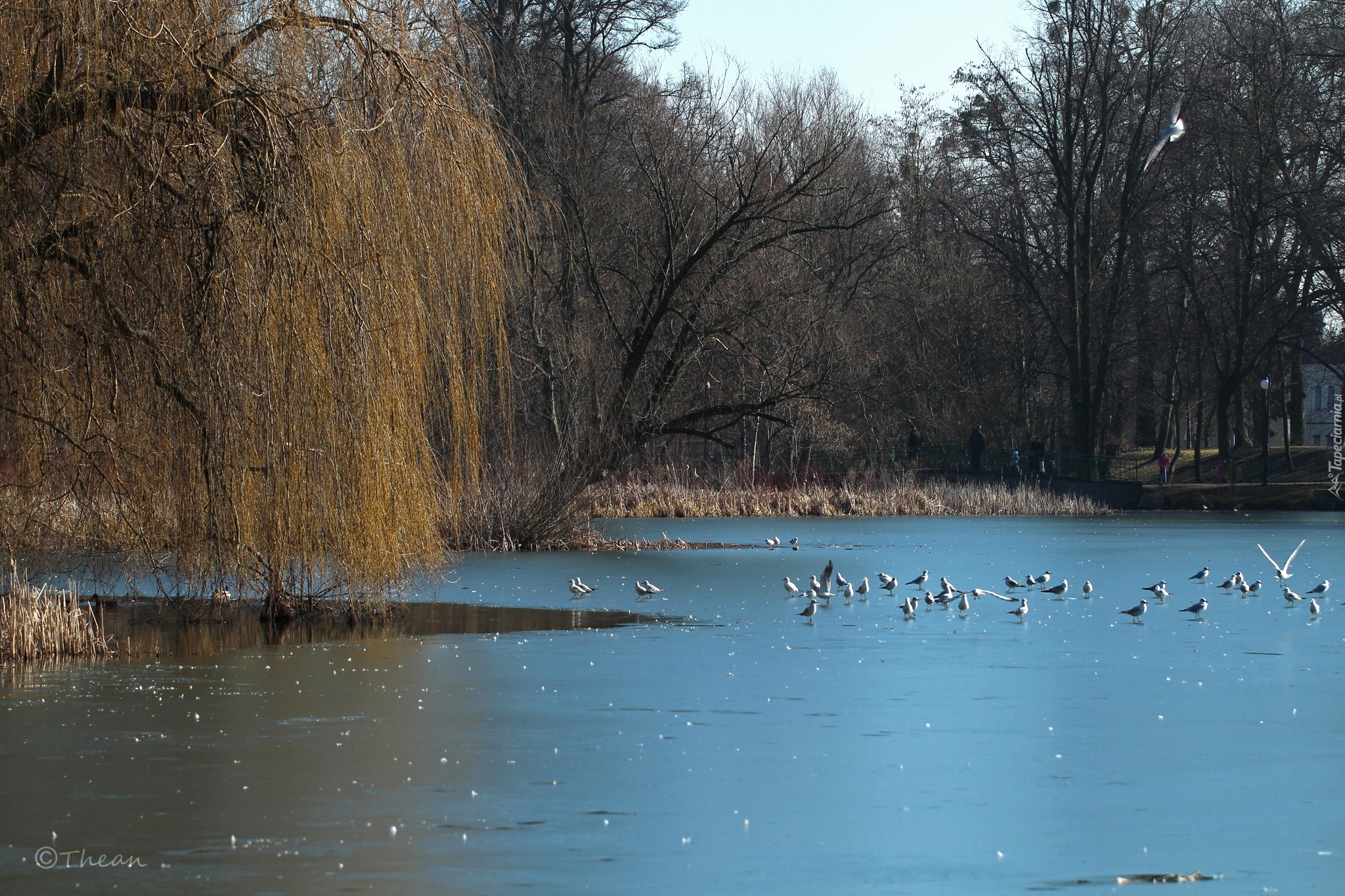 Park, Zamarznięte, Jezioro, Drzewa, Mewy