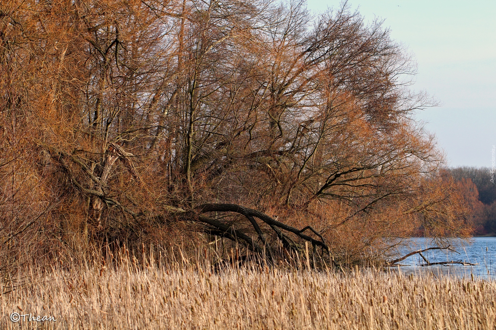 Jezioro, Drzewa, Trawy