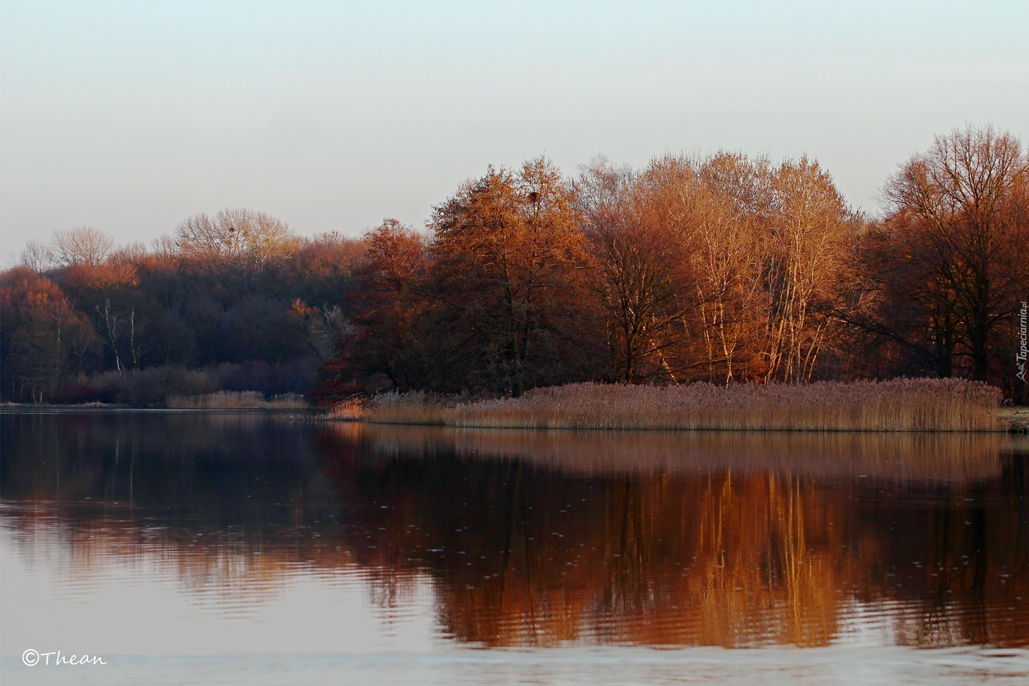 Jezioro, Drzewa, Przedwiośnie