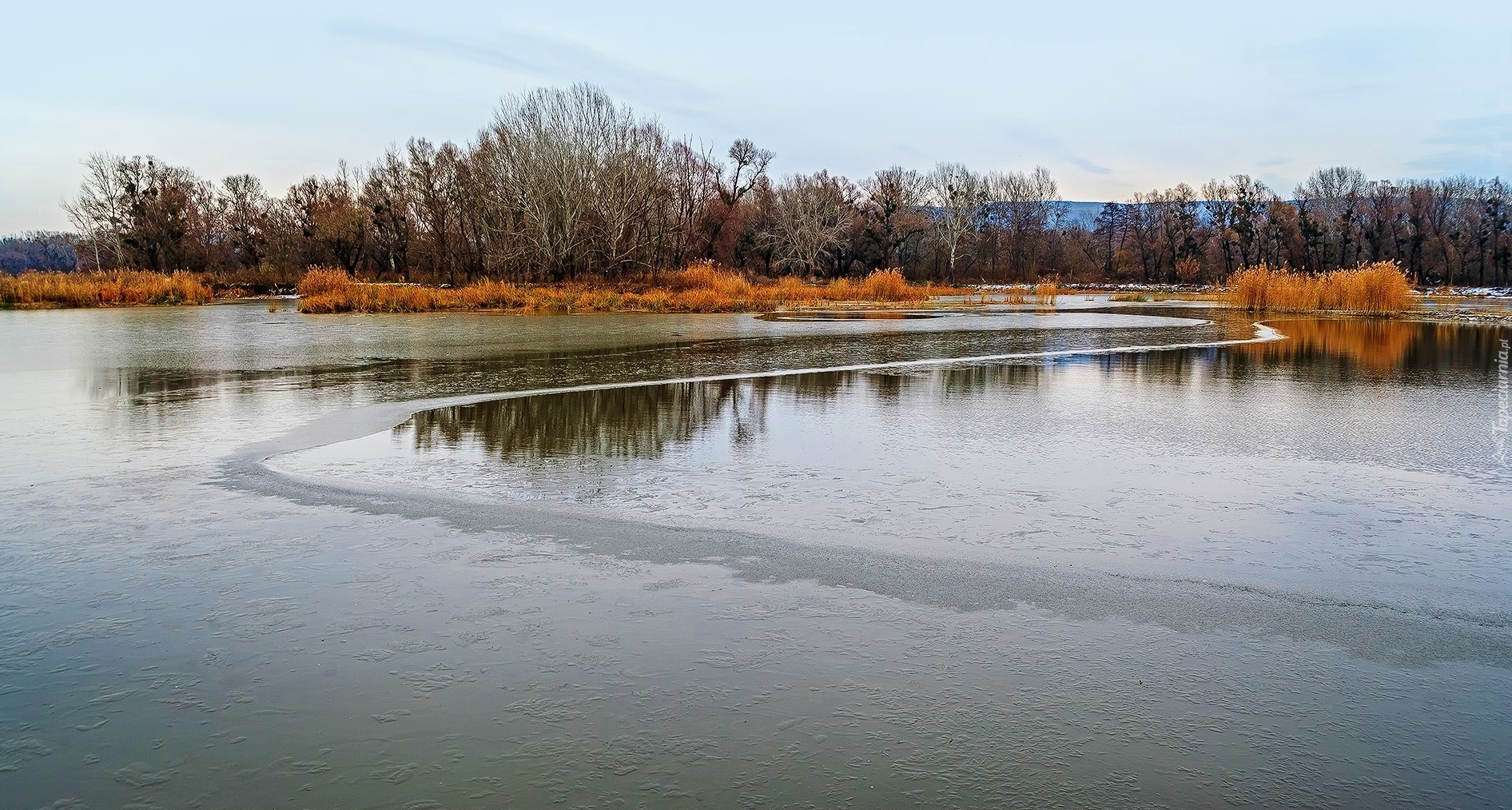 Jezioro, Tatarak, Drzewa