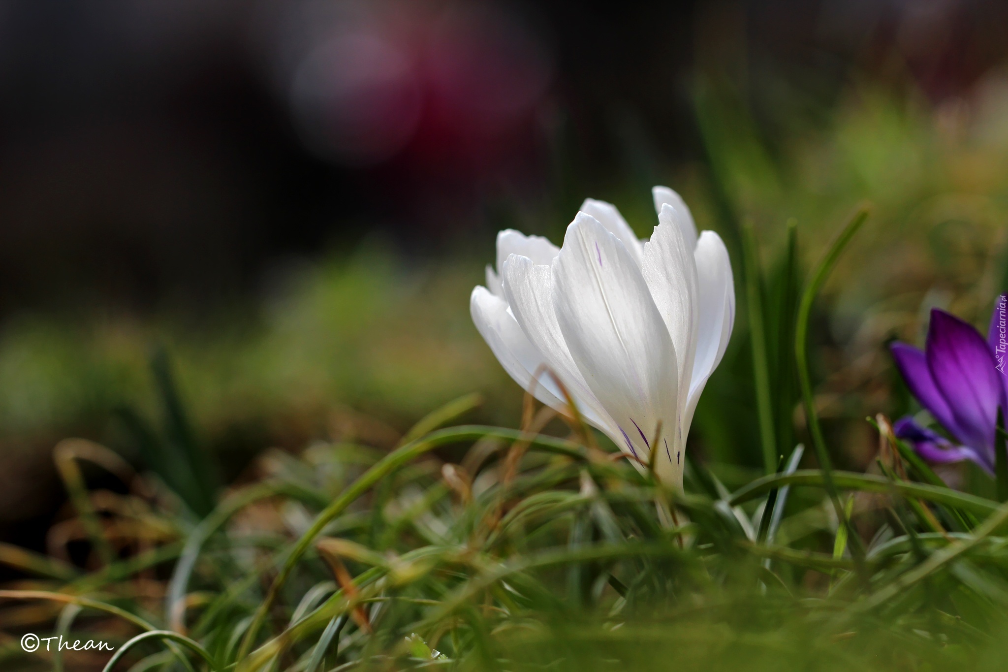 Biały, Krokus, Kwiat