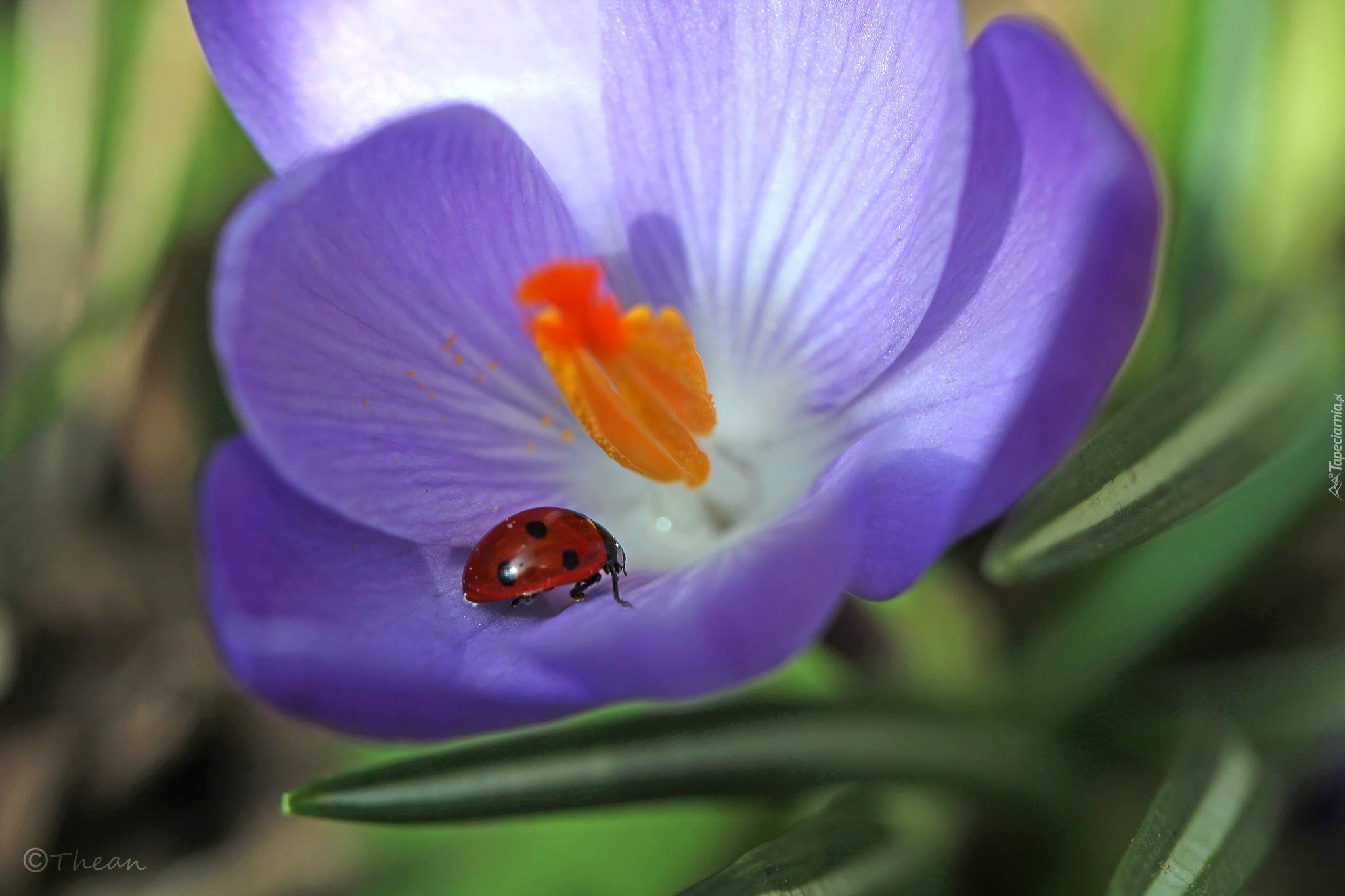 Biedronka, Fioletowy, Krokus, Kwiat, Wiosna