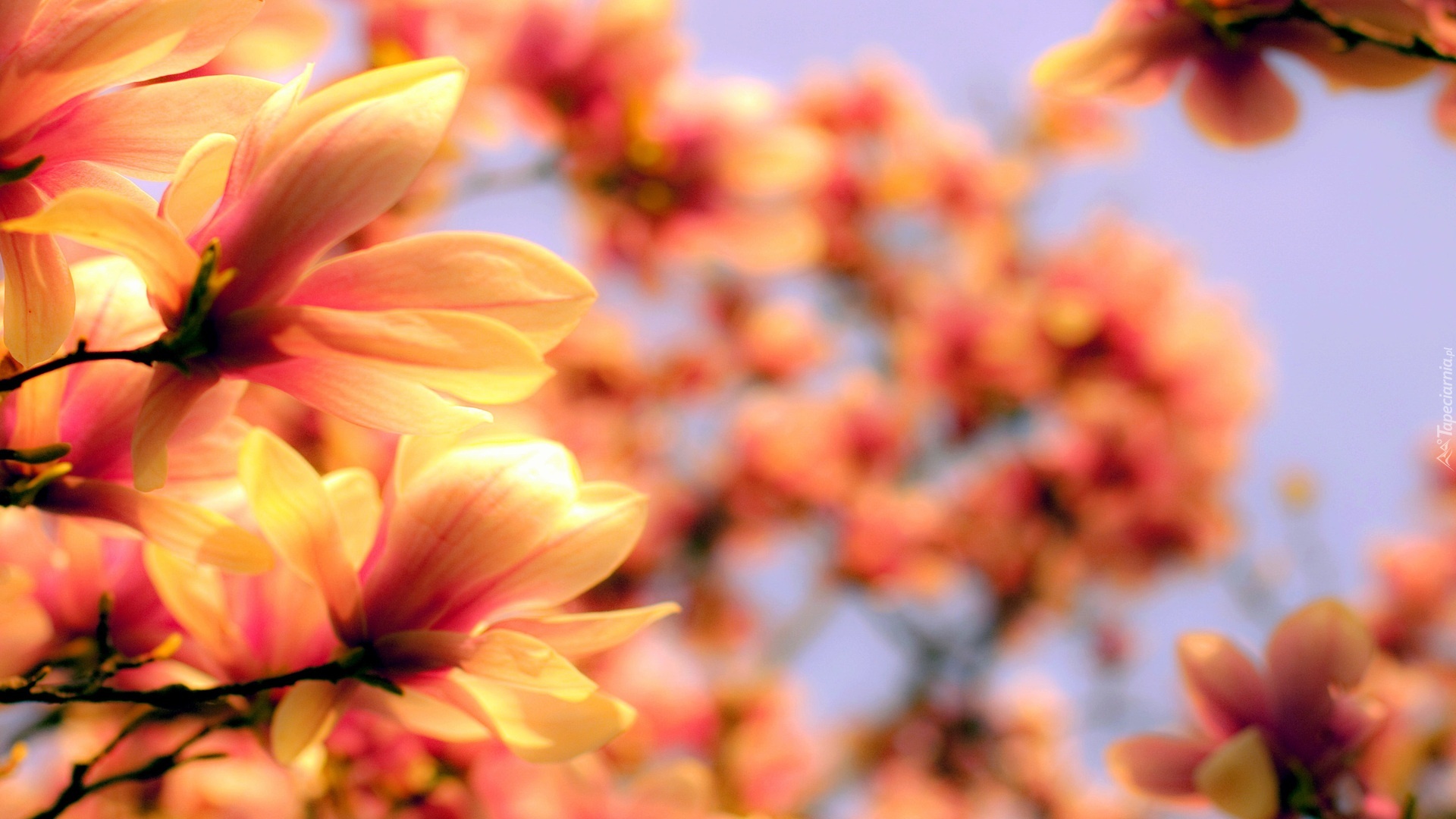 Kwiaty, Magnolii, Gałązki, Rozmycie, Wiosna