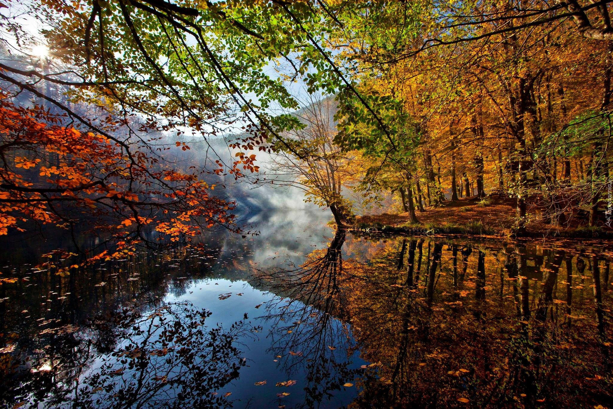 Jezioro, Drzewa, Liście