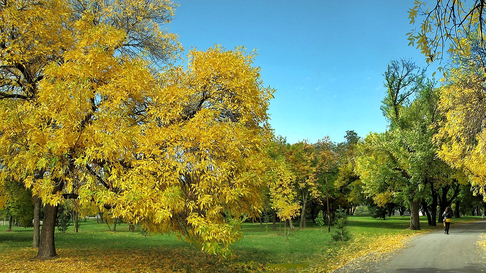 Jesień, Park, Alejka