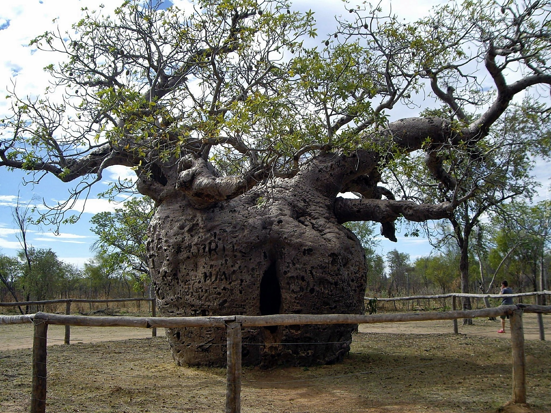 Potężny, Baobab