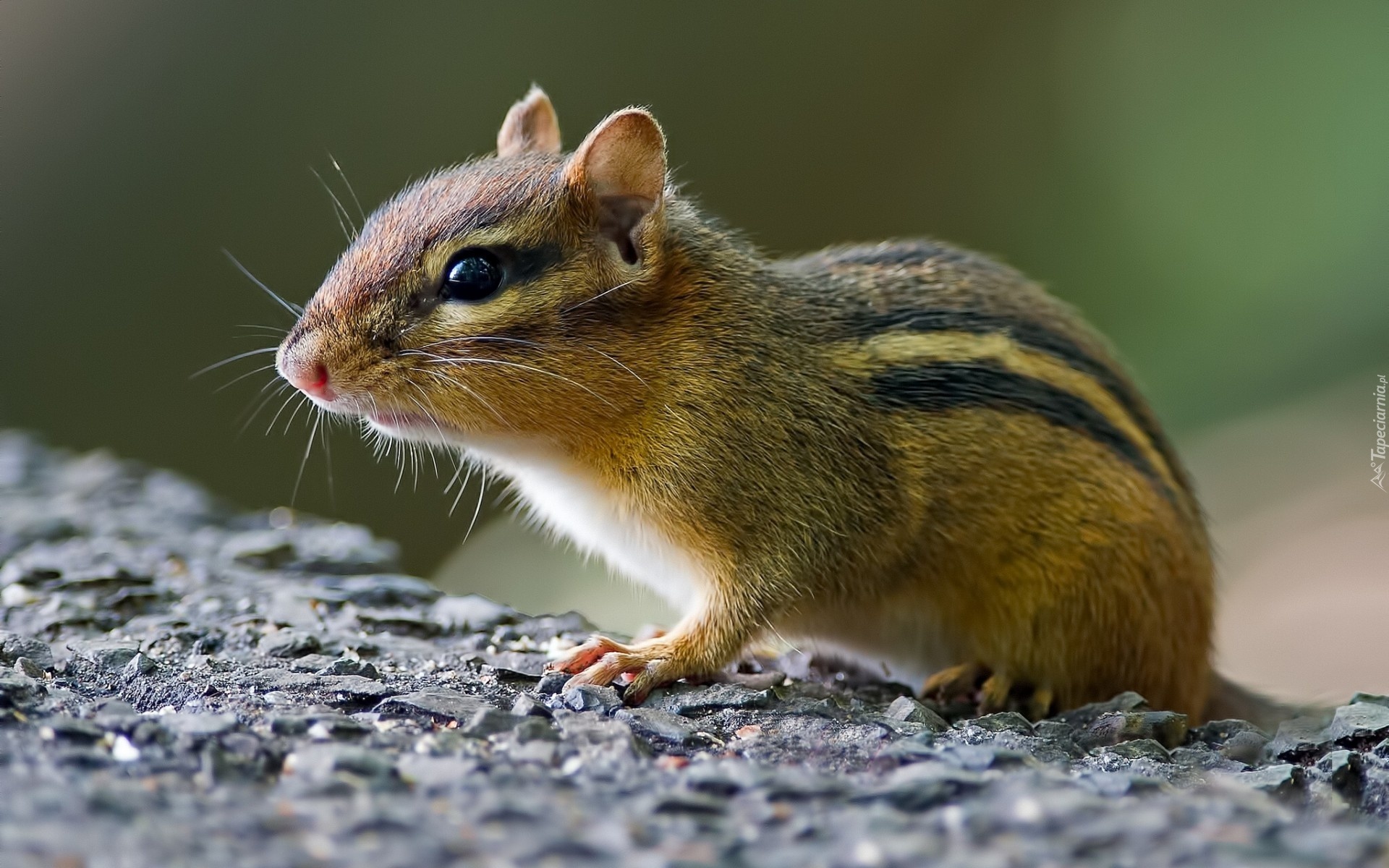 Chipmunk, Wiewiórka, Ziemna, Skała