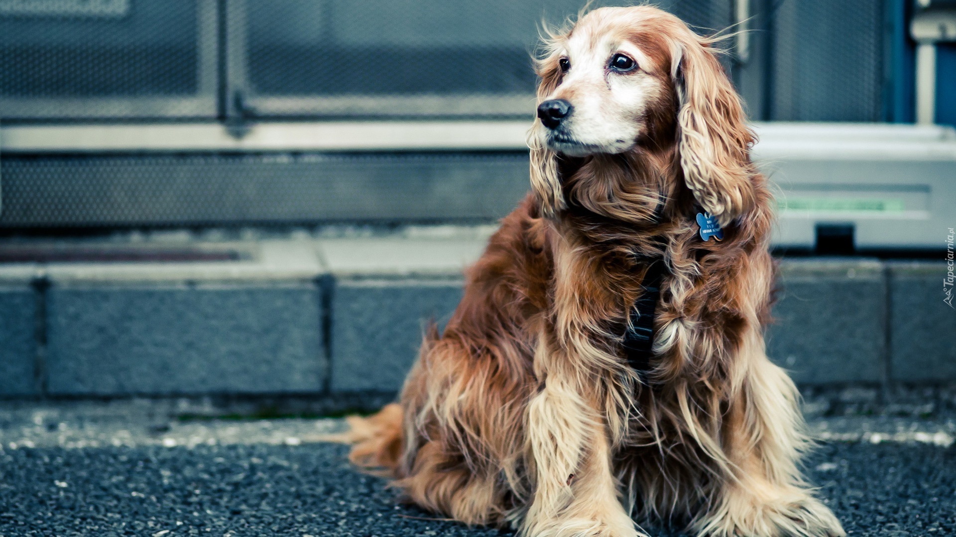 Cocker Spaniel, Pies, Ulica