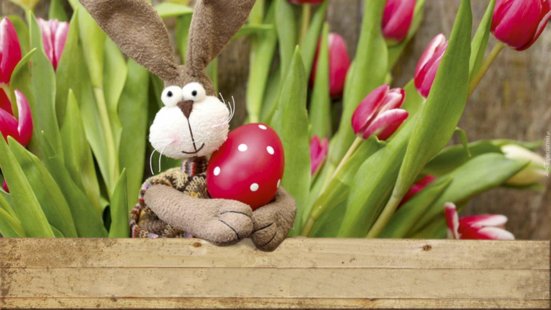 природа животные кролик цветы тюльпаны бесплатно