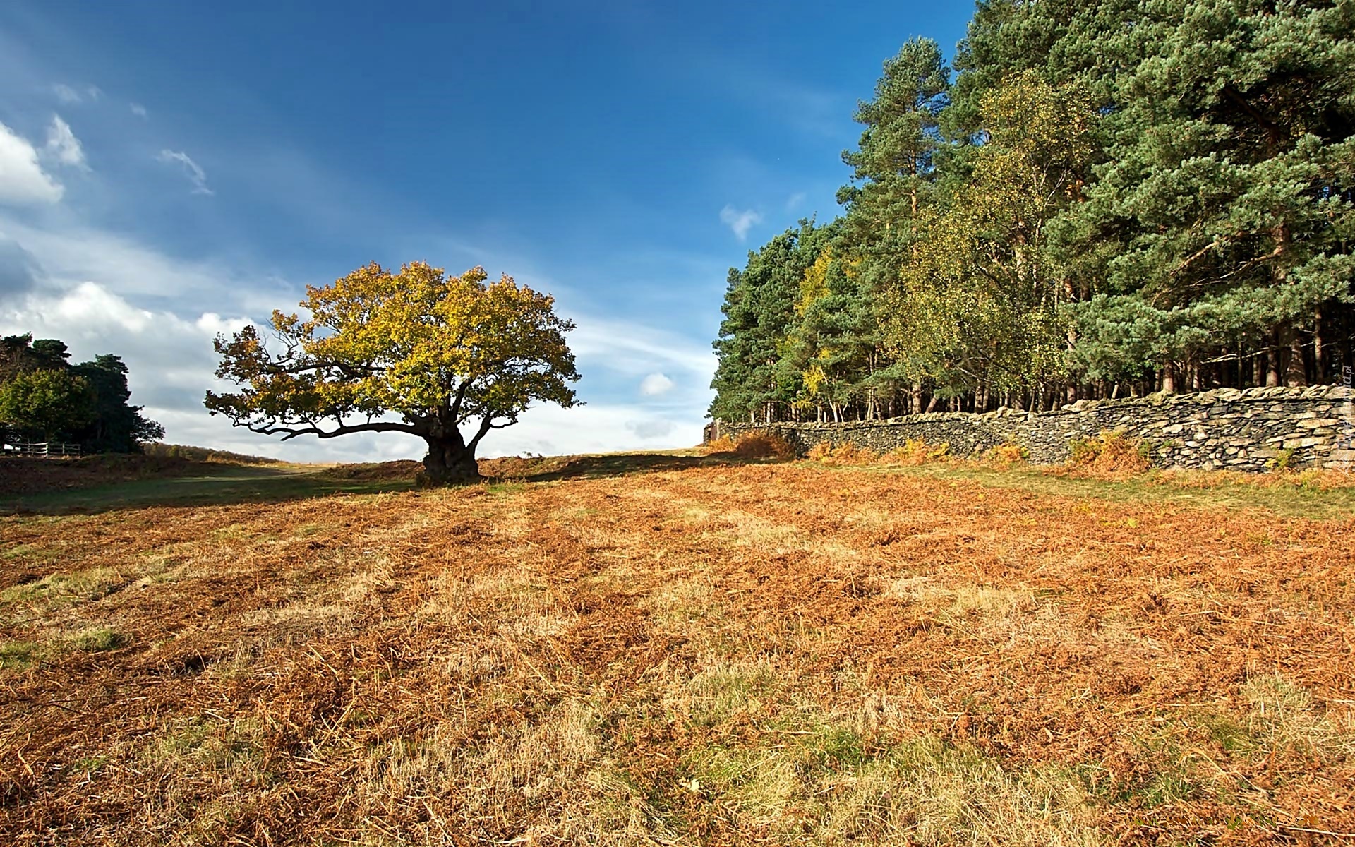 Las, Pole, Dąb, Bradgate, Park, Leicestershire