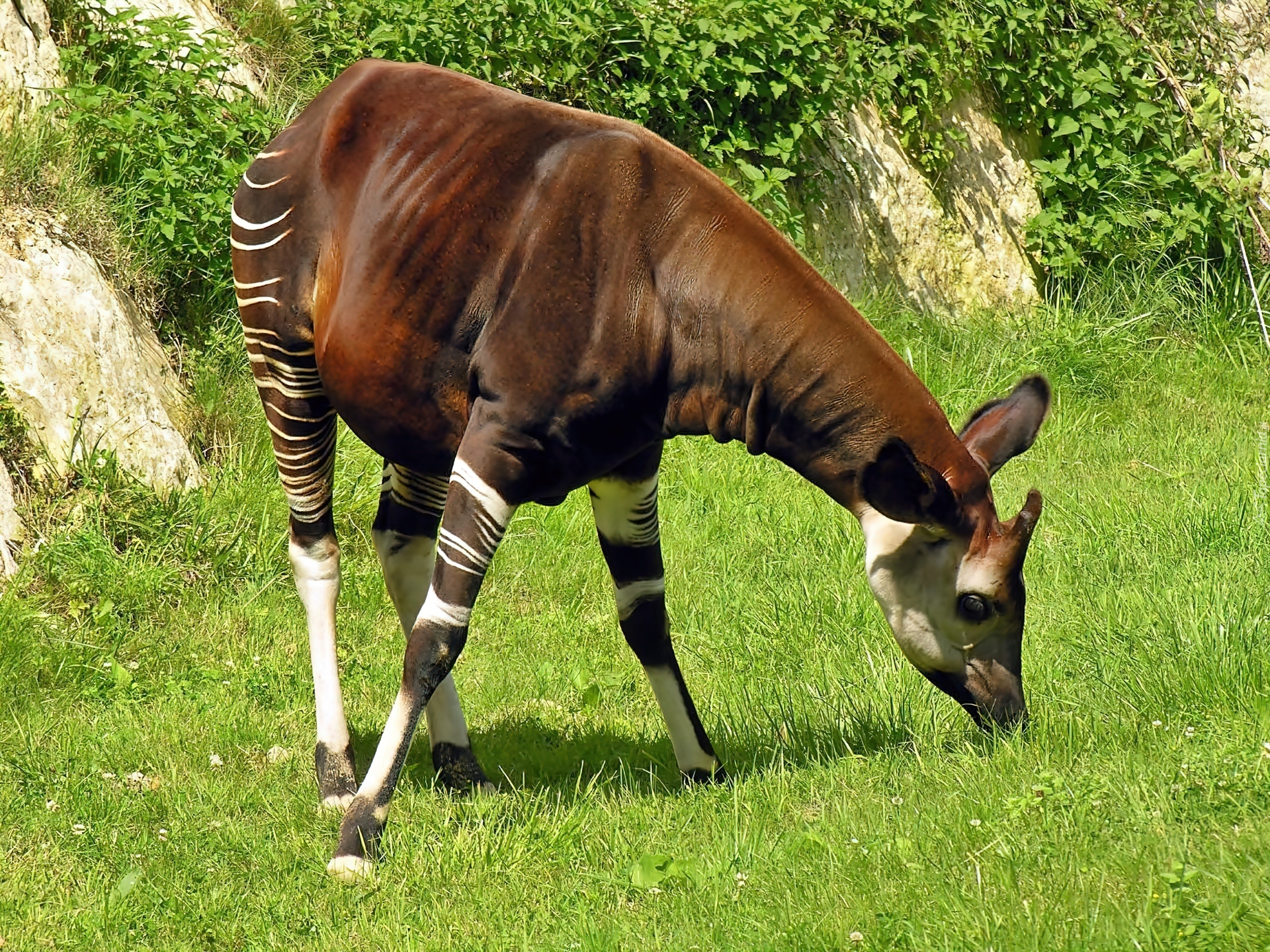 Lato, Okapi, Roślinność, Światło, Cień