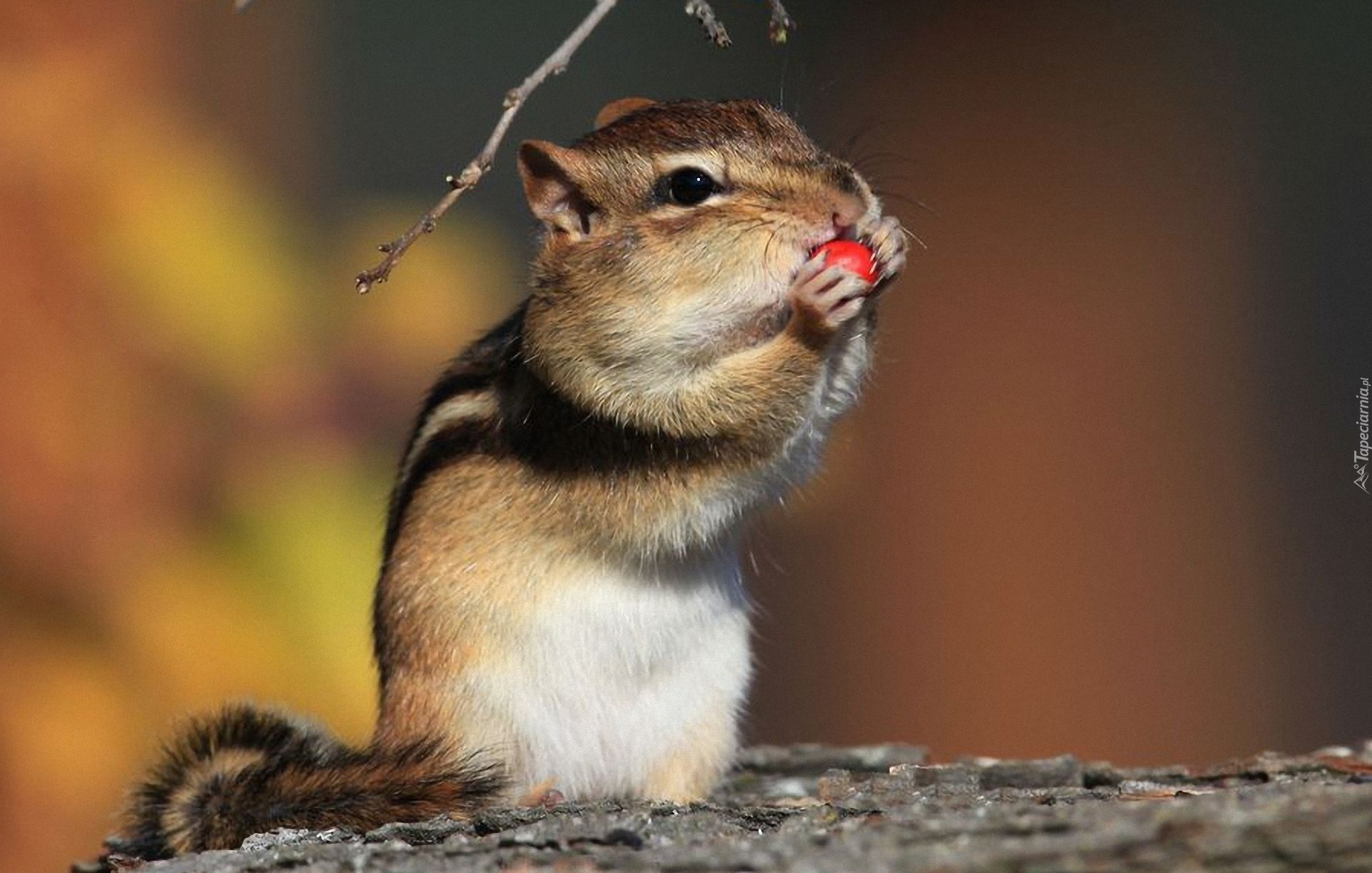 Wiewiórka, Łapki, Chipmunk