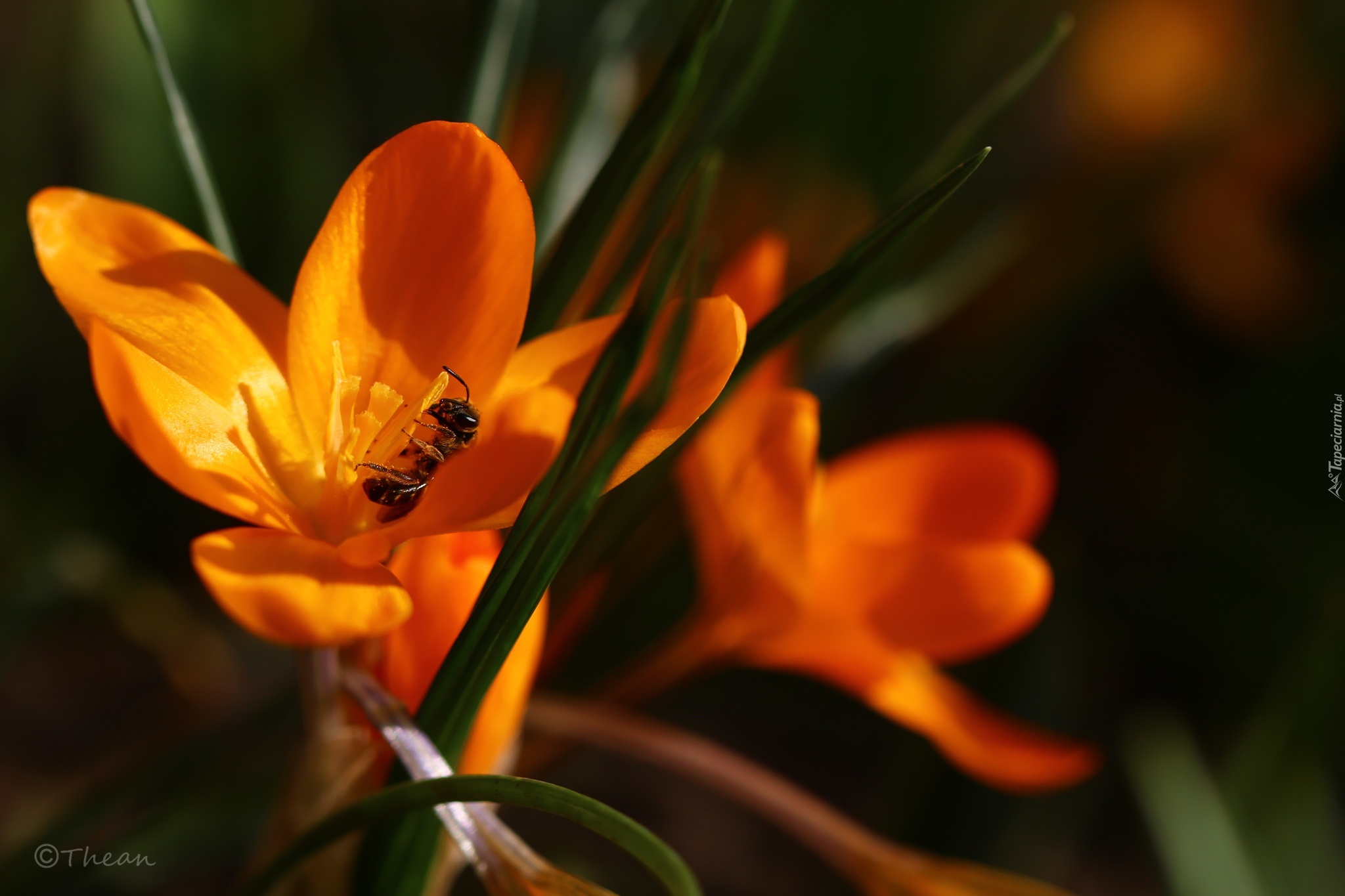 Osa, Żółty, Krokus, Kwiat, Wiosna