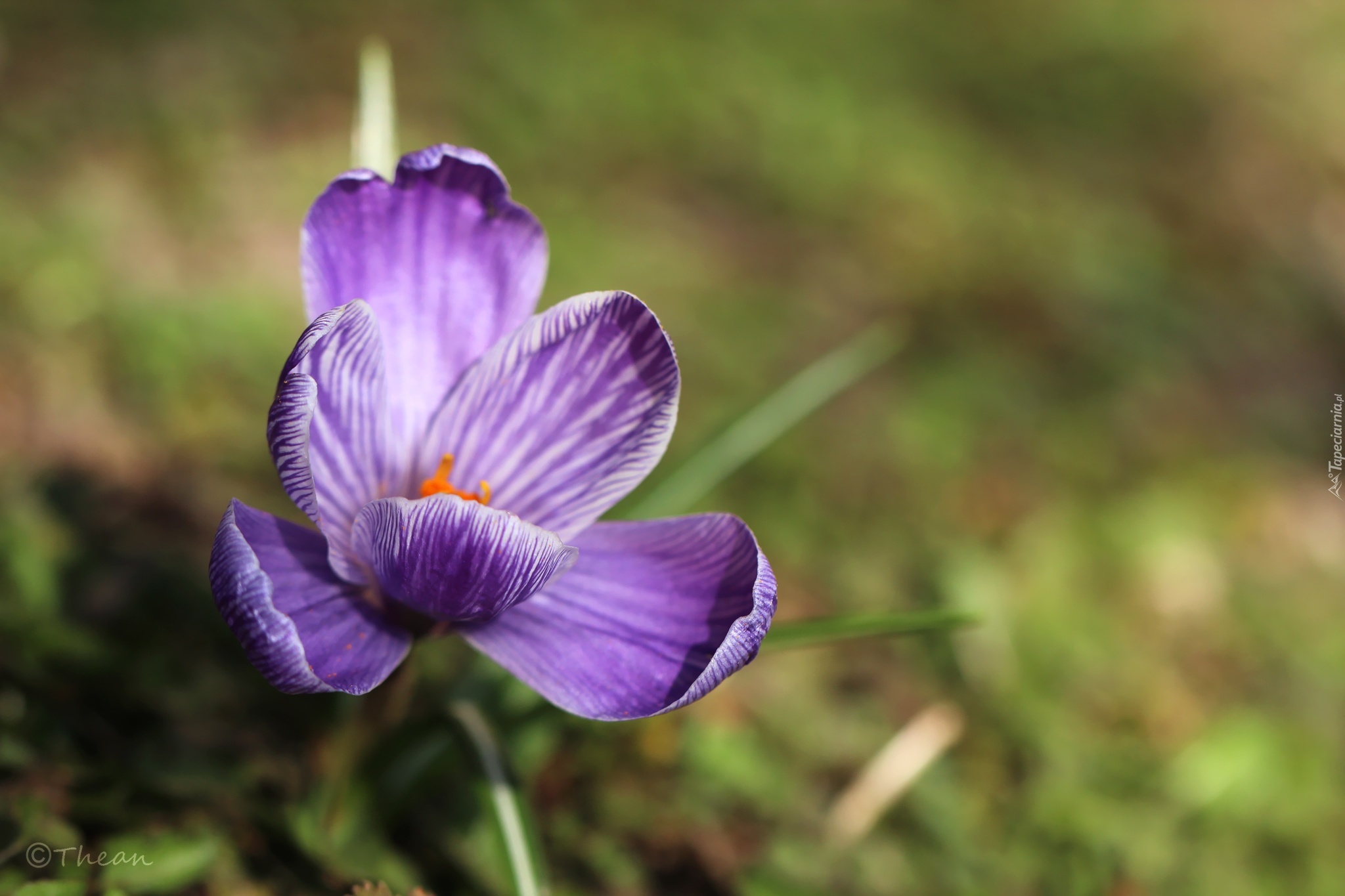 Fioletowy, Krokus, Kwiat, Wiosna