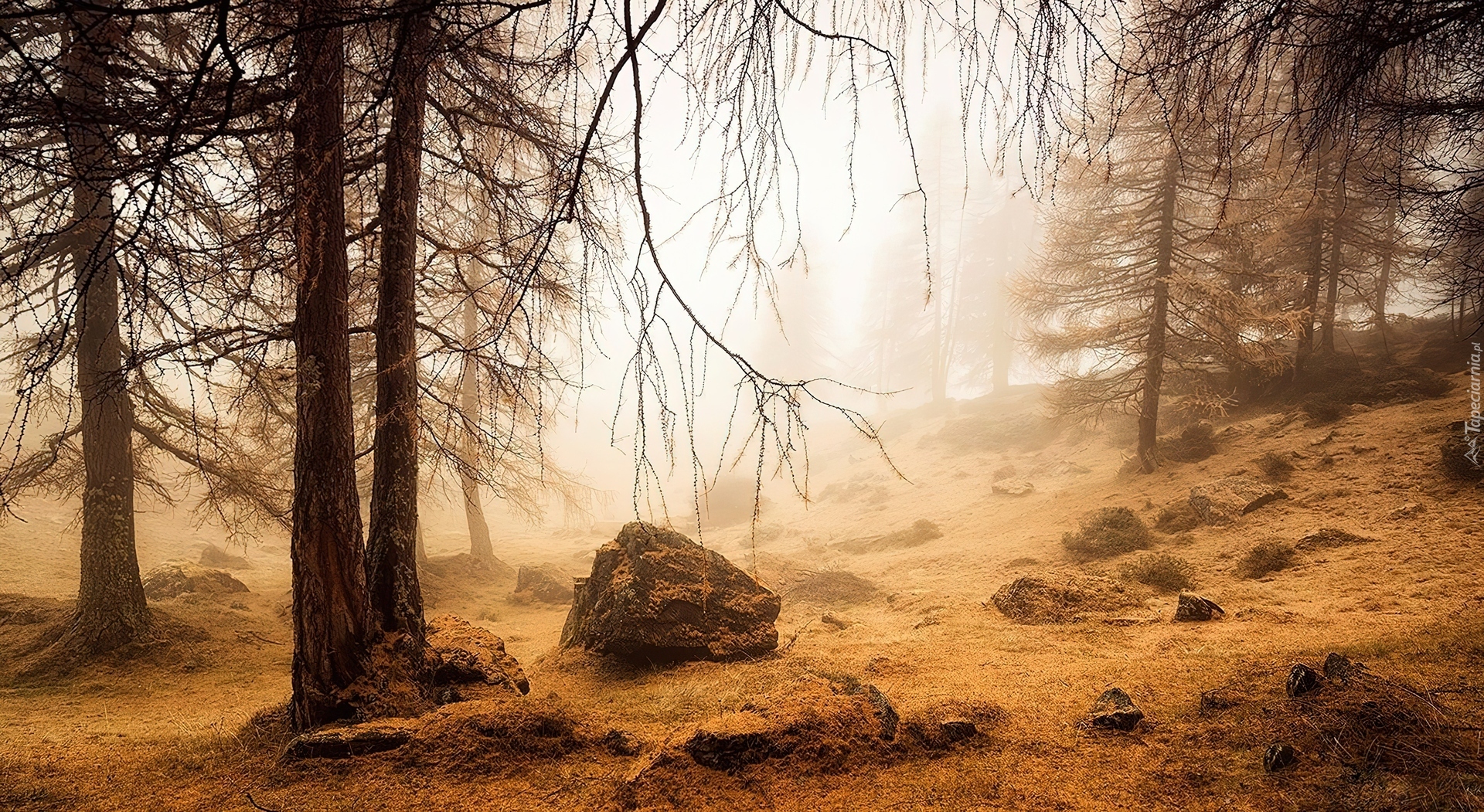 Las, Kamienie, Mgła