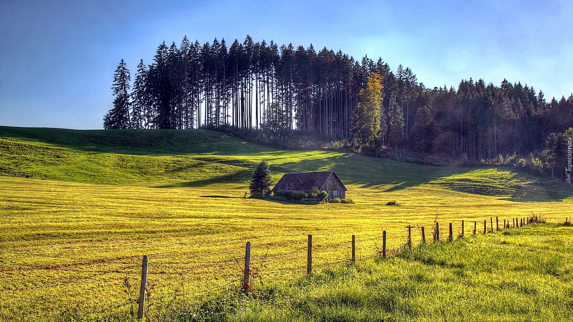 Lato, Pole, Łąka, Las, Dom, Przebijające, Światło