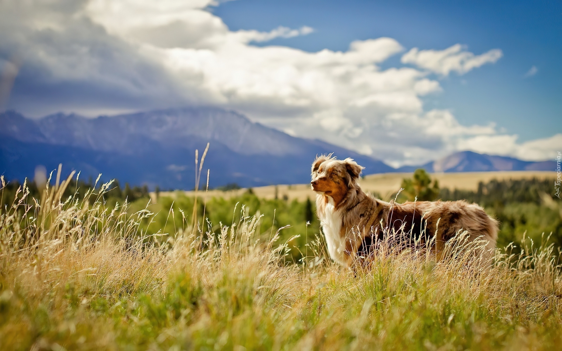 Owczarek australijski-australian shepherd, Polana